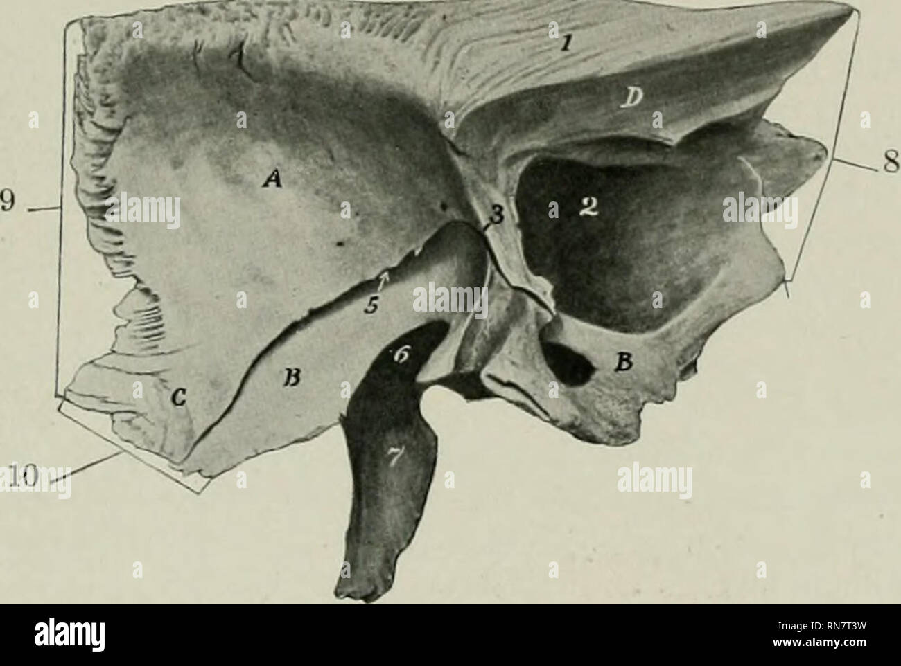 . The anatomy of the domestic animals. Veterinary anatomy. THE FRONTAL BONES 59 parietal suture is usually closed at four years, the parieto-occipital at five j^ears, and the squamous at twelve to fifteen j'ears. The Frontal Bones The frontal bones (Ossa frontalia) are situated on the limits of the cranium and face, between the parietals behind and the nasal bones in front. Each is irregularly quadrilateral, and consists of naso-frontal, orbital, and temporal parts. The naso-frontal part (Pars naso-frontalis) forms the basis of the forehead. Its external or frontal surface (Fades frontalis) is Stock Photo