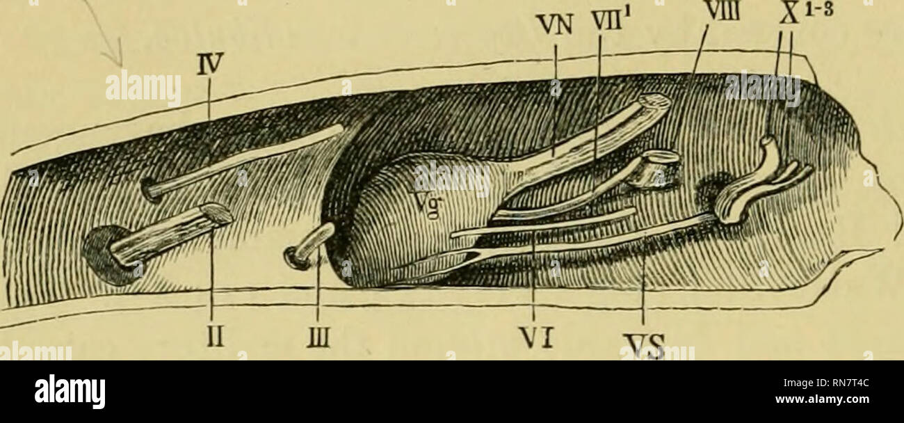 The anatomy of the frog. Frogs -- Anatomy; Amphibians -- Anatomy. 174 THE  NERVOUS SYSTEM. [Gaskell has proved that this nerve contains both  sympathetic and vag-al elements, and that it is, image size:1300x608