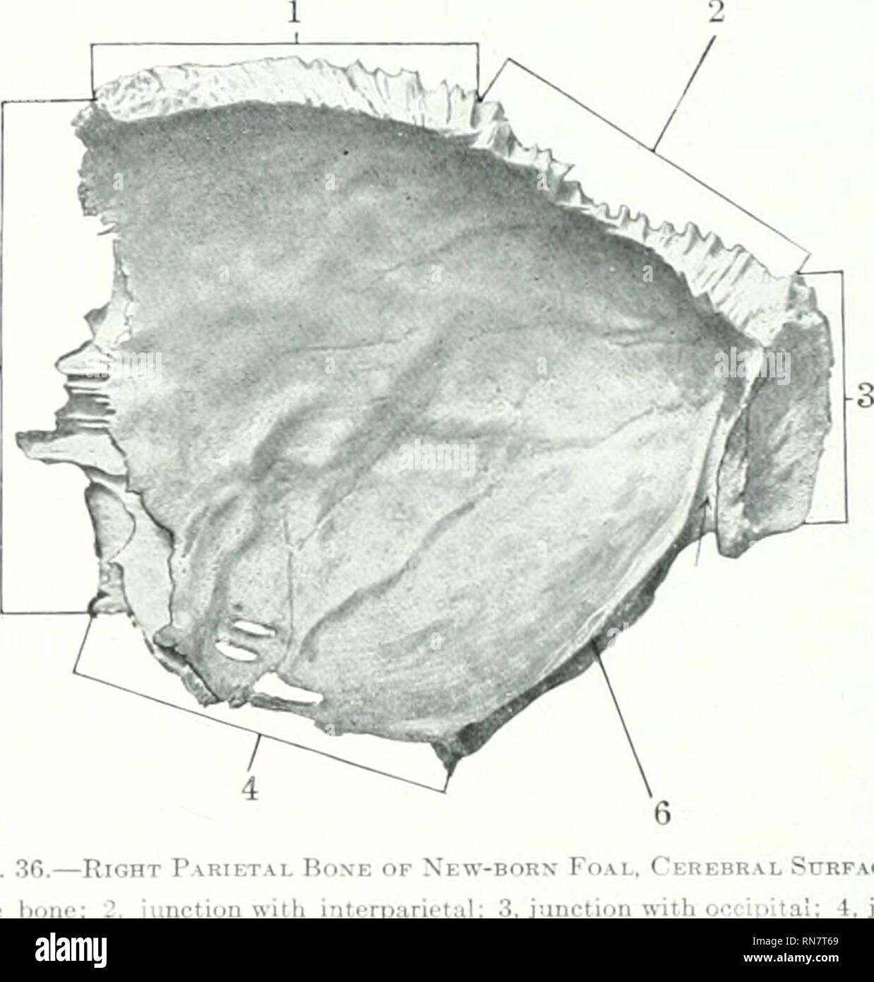 . The anatomy of the domestic animals. Veterinary anatomy. Fig. 35.—Right P.riet.4L Bone of New-born Fo.^l; Dohso-lateral Vi ^ith opposite bone , junction with interparietal; 3, junction with occipital; 4, ju tempnr?? ^, junction with frontal. lion with squamou.^ bone, forming the squamous suture (Sutura squamosa). The anole of junction of the lateral and posterior tiorders articulates with tlie jjo-sterior angle of the temporal wing of the sphenoid. Development.—Each ])arietal bone ossifies in mtMubrane from a single center. 5- O Fig. 3r..—Right P 1, Junction with opposite hone; 2, j tempor Stock Photo