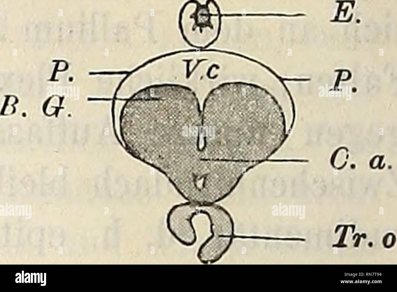 . Anatomischer Anzeiger. Anatomy, Comparative. Fig. 3.. Fig. 4. Fig. 5. P. Tr. olf. Rh. Fig. 6. Fig. 7. Tr. olf. B. olf. Rh. Erklärung der Figuren 1—7. Aus einer Schnittserie des Gehirns der Plötze (Leuciscus rutilus) schwache Ver- größerung, Zeichenapparat. Fig. 1. Gegend der Ganglia habenulae. Das Mesencephalon (Lobi optici auct.) ist gleichzeitig angeschnitten. Fig. 2. Thalamusgegeud. Die Basal-(Stamm-)Ganglien tauchen auf. Fig 3. Gegend der Commissura anterior. Fig. 4. Tractus olfactorii an der Basis der Stammganglien. Fig. 5. Tractus olfactorii in je zwei Stränge zerfallend, liegen im Gru Stock Photo