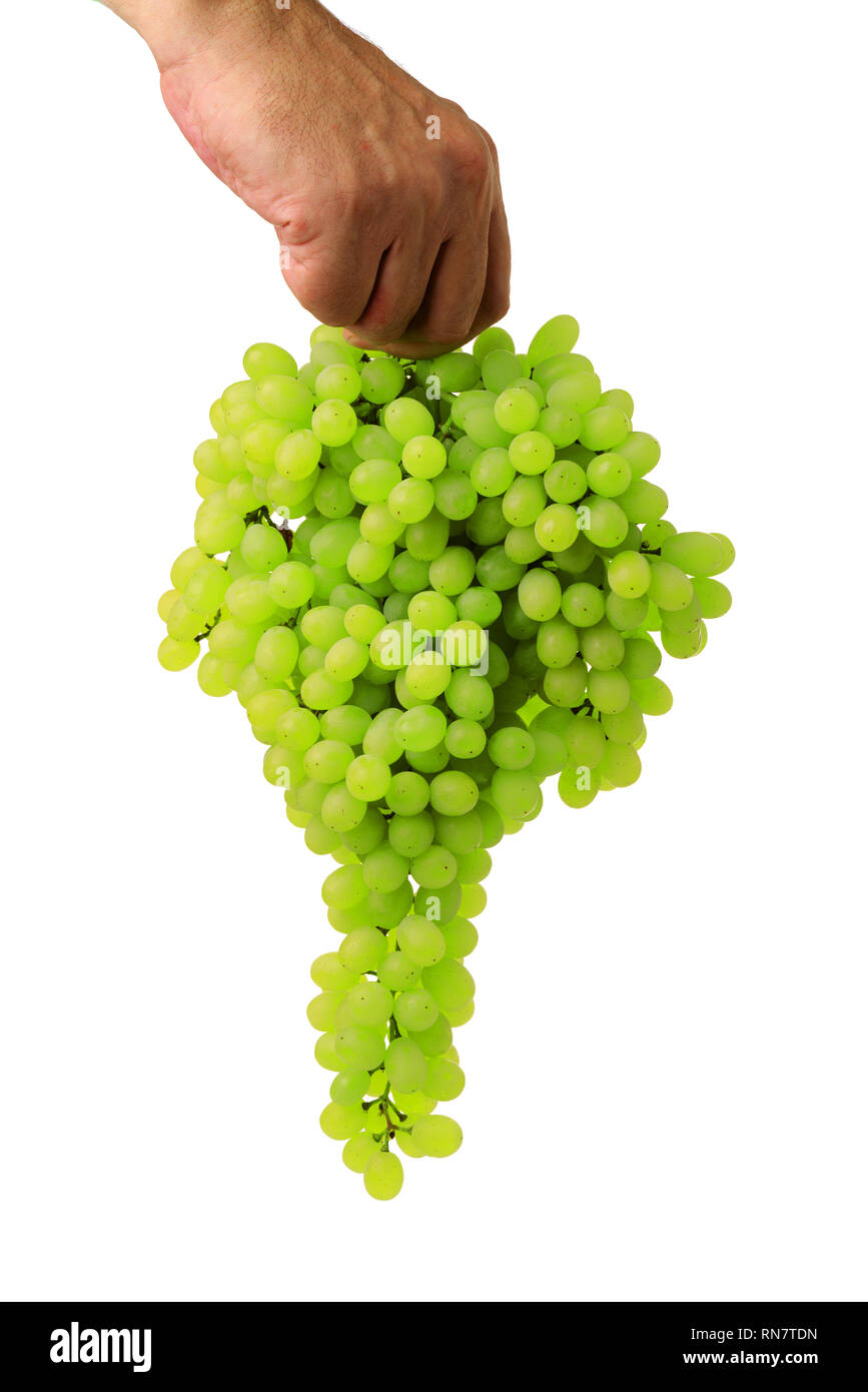 Green grape bunch in man's hand isolated on white background Stock Photo