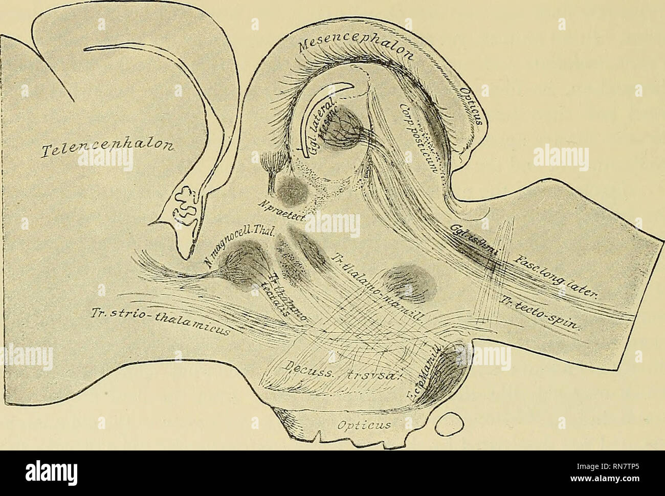 . The anatomy of the central nervous system of man and of vertebrates in general. Neuroanatomy; Central Nervous System. 132 ANATOMY OF THE CENTRAL NERVOUS SYSTEM. feature. The first is the Fasciculus longitudinalis posterior (Fig. 44). It arises with its most anterior fibers from a single nnclens of the most posterior part of the Thalamus^, but reinforces itself in its backward course;, while it passes the nucleus of the Oculomotorius. The bundle lies on either side of the middle line quite dorsally, partly imbedded in the nuclei in question and partly ventral to them (Fig. 65). In a similar w Stock Photo