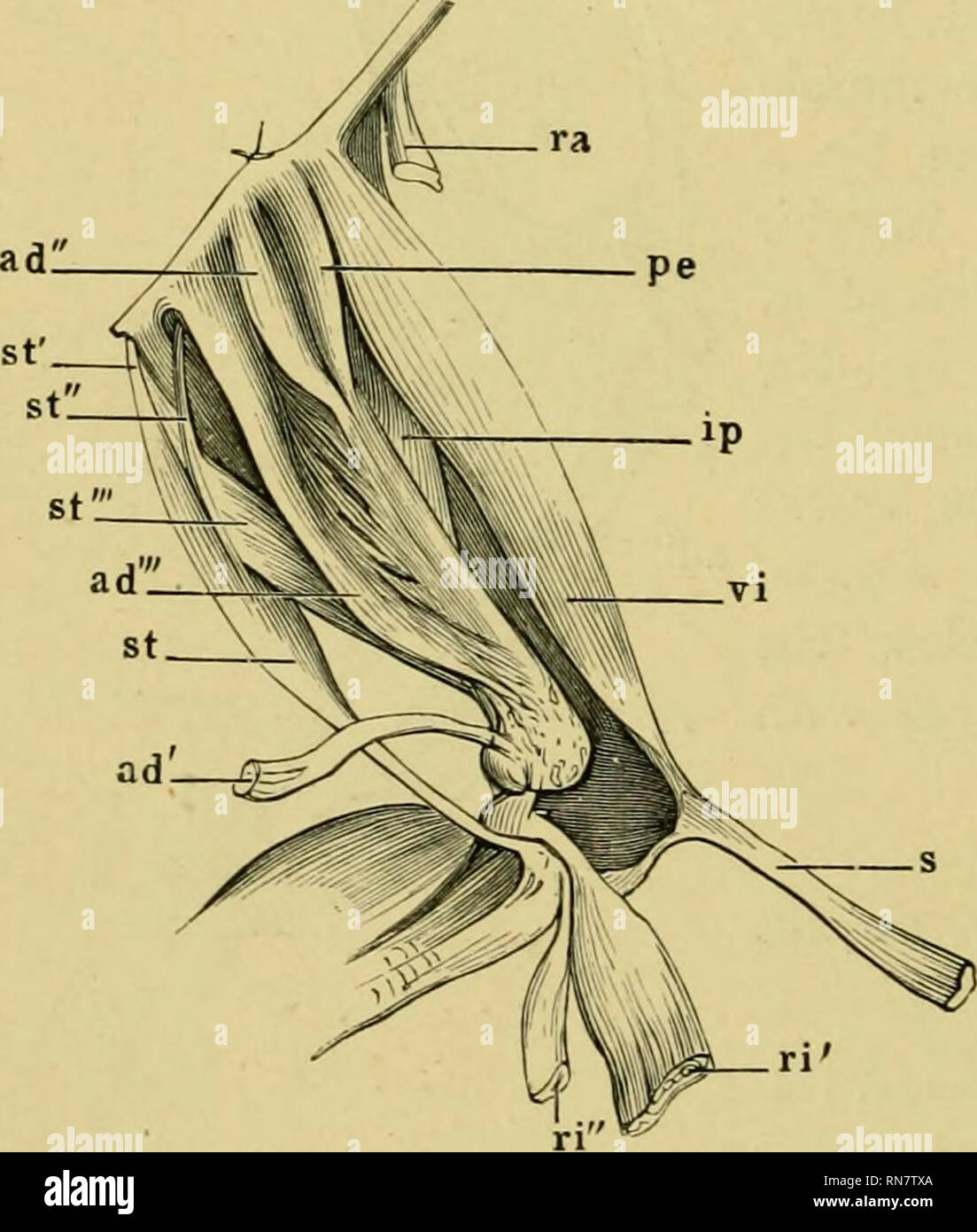 . The anatomy of the frog. Frogs Anatomy; Amphibians Anatomy. 100