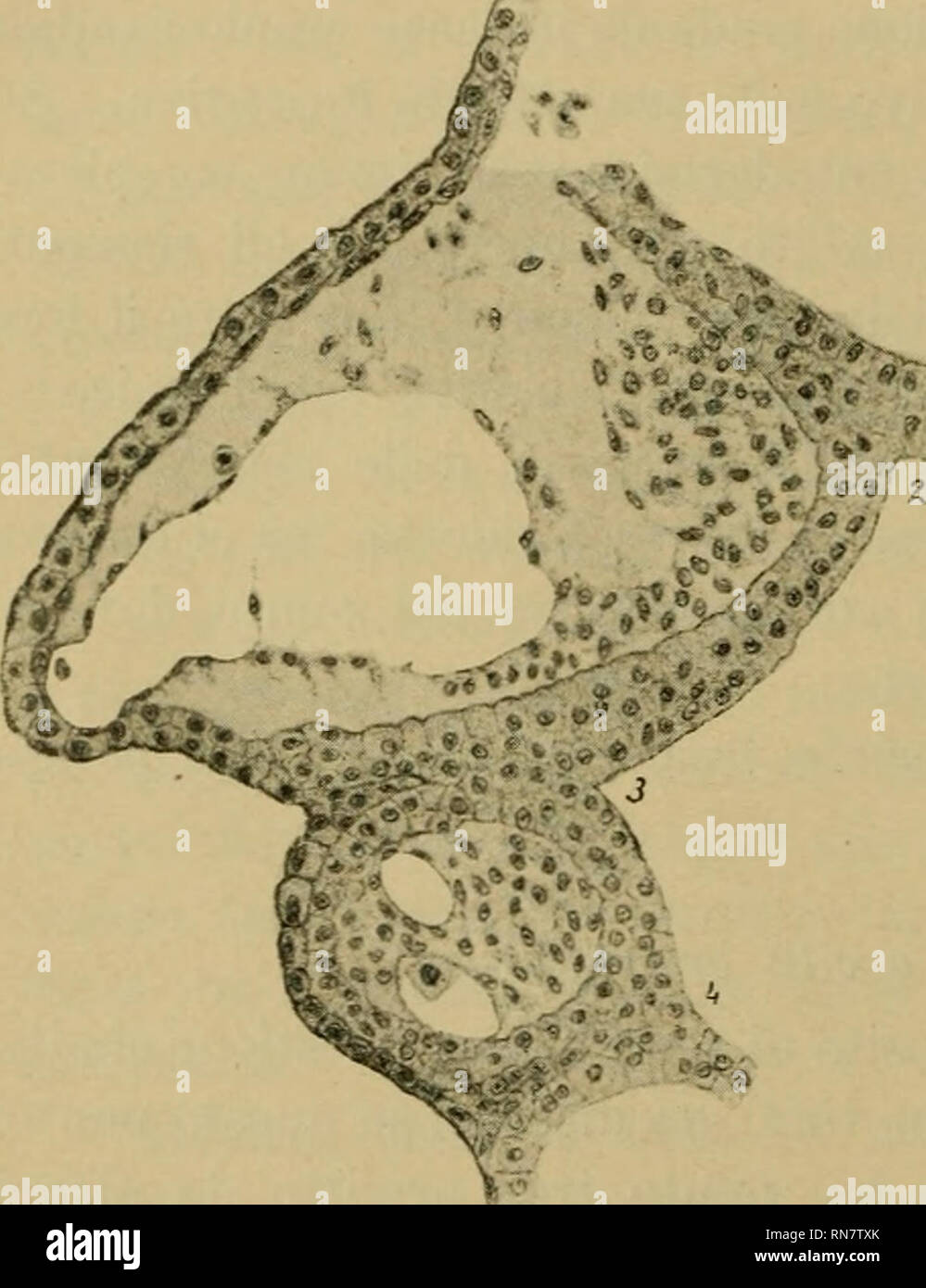 . Anatomischer Anzeiger. Anatomy, Comparative; Anatomy, Comparative. 506 vuoto cercine branchiale (aus dem hohlen Kiemenwulst); 2, da una gemma epiteliale ectodermica piü o meno solida. P. Della Valle, nel Bufo vulg. ammette che la prima origine dei villi o appendici branchial! sia dovuta „all' enorme aumento di turgore di quella parte del mesoderma che si trova nella regione laterale dei branchio- meri poßtioidei e specialmente nella parte dorsale di questi&quot;. ,,. . il mesoderma di tali branchiomeri, prima compatto ed asciutto si va progressivamente rigonfiando specialmente nella regione  Stock Photo