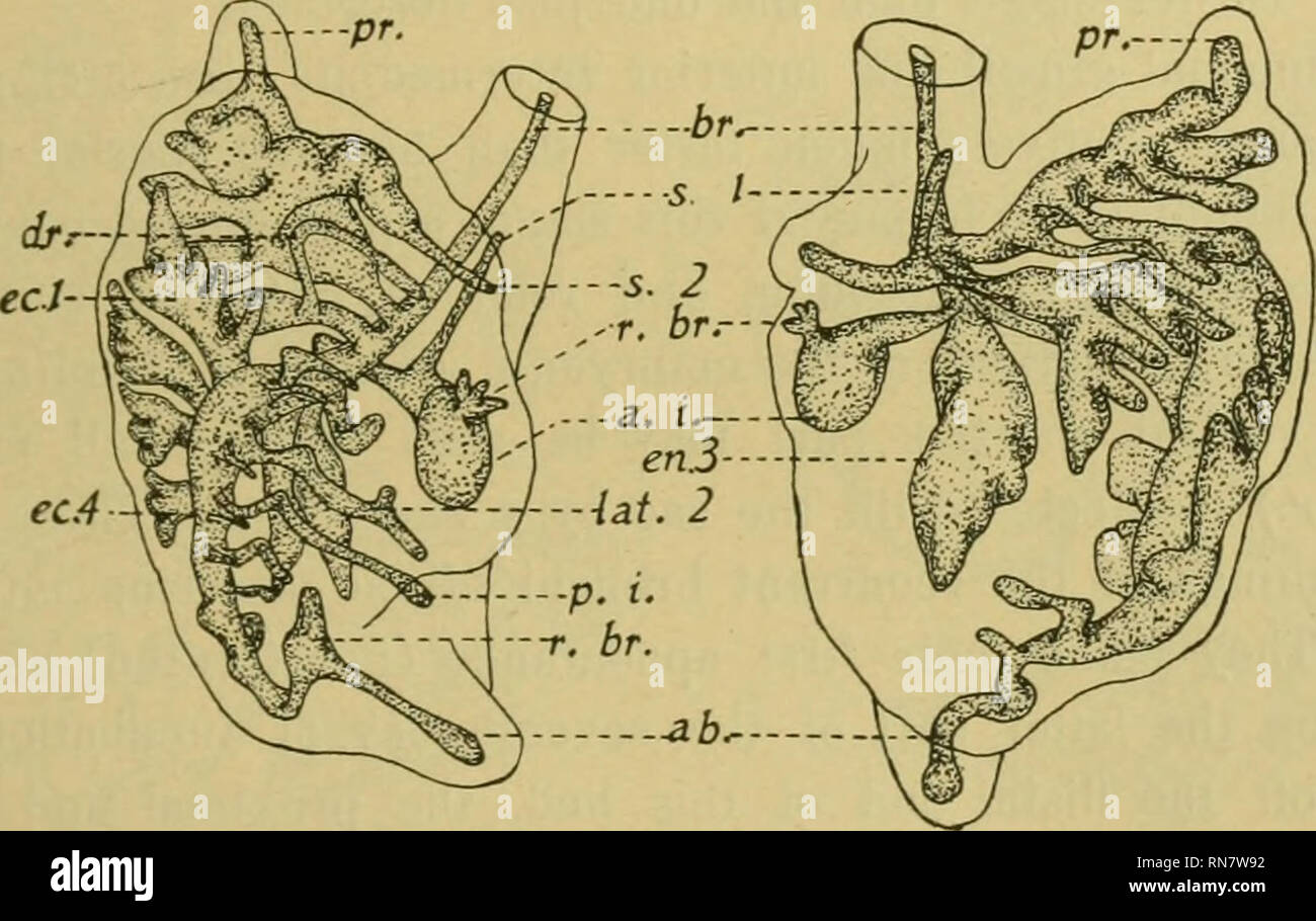 . Anatomischer Anzeiger. Anatomy, Comparative; Anatomy, Comparative ...