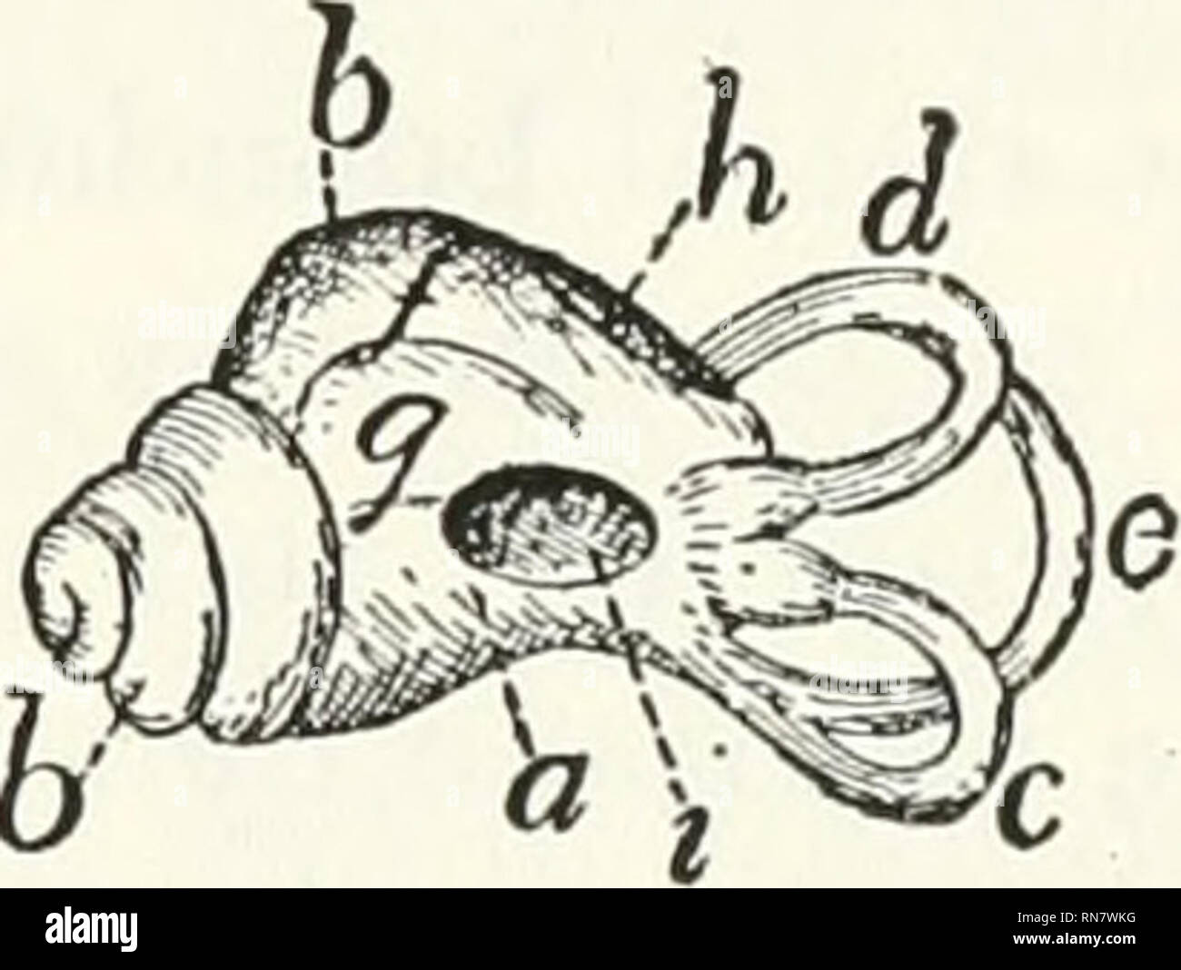 . Anatomy of the cat. Cats; Mammals. THE EAR. 425 with the middle ear by the fenestra cochlear and the fenestra vcstibuli, which have been described in the account of the petrous bone (page 33). In the recent state the fenestra vestibuH is closed by the base of the stapes, while the fenestra cochlea: is covered by a delicate membrane,—so that the in- ternal ear forms a closed cavity. It is possible to distinguish a bony labyrinth and a membranous labyrinth (Fig. 173), the former being the cavity in the petrous bone, while the latter is the real auditory organ, situated within the cavity. The m Stock Photo