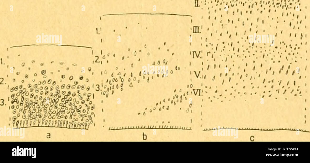 . Anatomischer Anzeiger. Anatomy, Comparative; Anatomy, Comparative