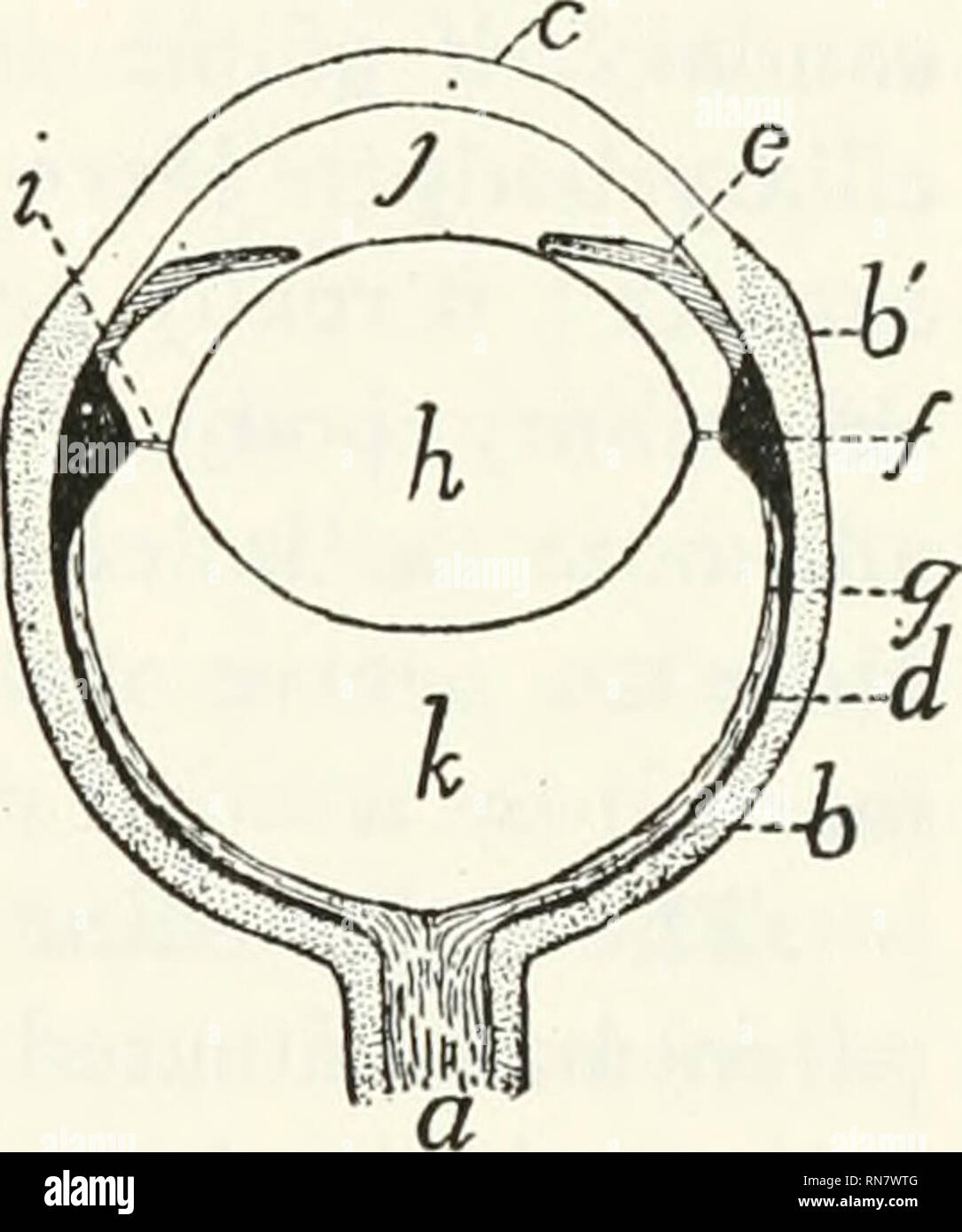 Anatomy Of The Cat Cats Mammals The Organ Of Sight 413 Through