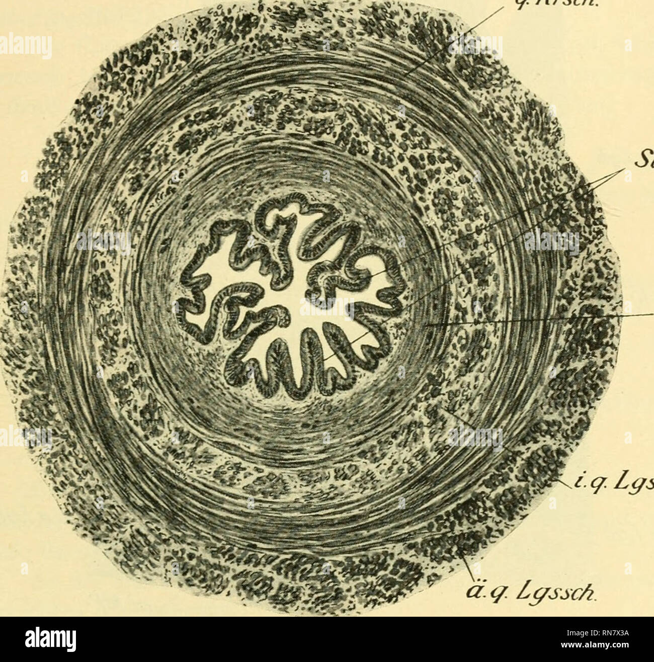 . Anatomischer Anzeiger. Anatomy, Comparative; Anatomy, Comparative
