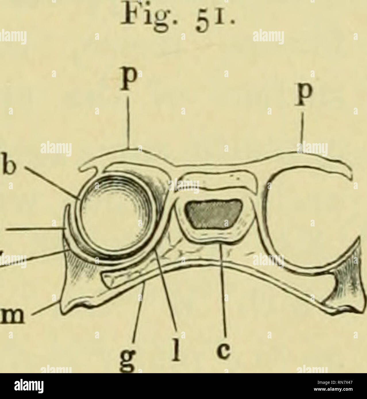 . The anatomy of the frog. Frogs -- Anatomy; Amphibians -- Anatomy ...