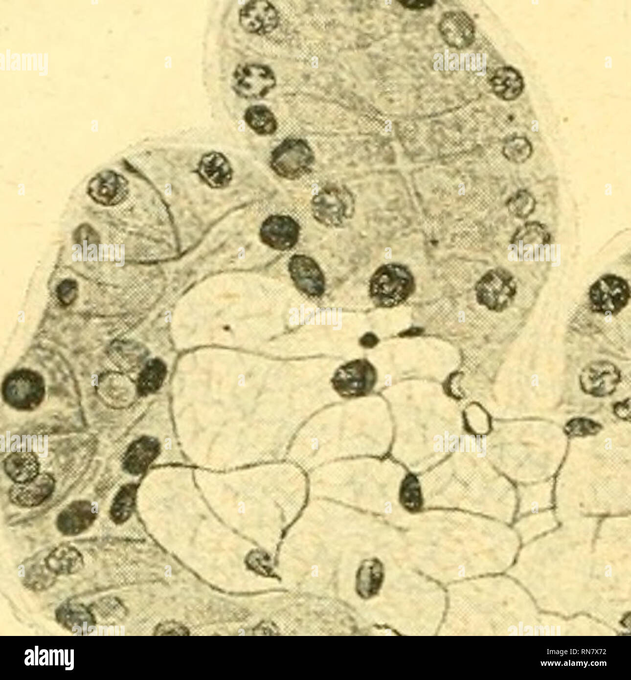 . Anatomischer Anzeiger. Anatomy, Comparative; Anatomy, Comparative. 324 Teilung genauer festzustellen. Hier kann ich mich einstweilen auf einige kurze Ausführungen beschränken, indem ich auf die Schleim- seite der Submaxillaris eingehe und die dort vorfindlichen halbmond- förmigen Adenomeren verdeutliche. Wie man aus Abb. b bei 1 und 5 ersieht, sind die Halbmonde (ebenso wie die Acini) nichts weiter als die blinden Enden oder 1*f^i»-. -® # «> -,/. Please note that these images are extracted from scanned page images that may have been digitally enhanced for readability - coloration and appe Stock Photo