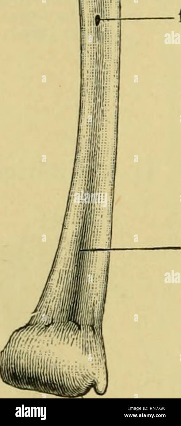 Tibialis posterior tendon hi-res stock photography and images - Alamy