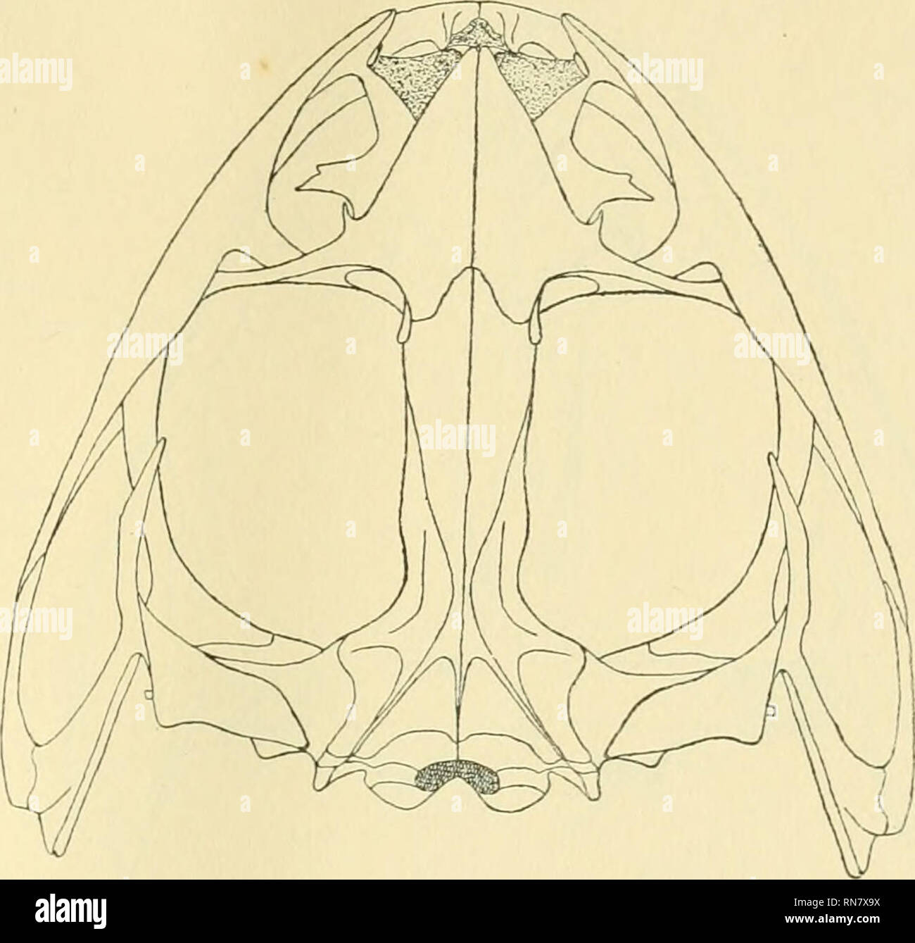 . Anatomischer Anzeiger. Anatomy, Comparative; Anatomy, Comparative