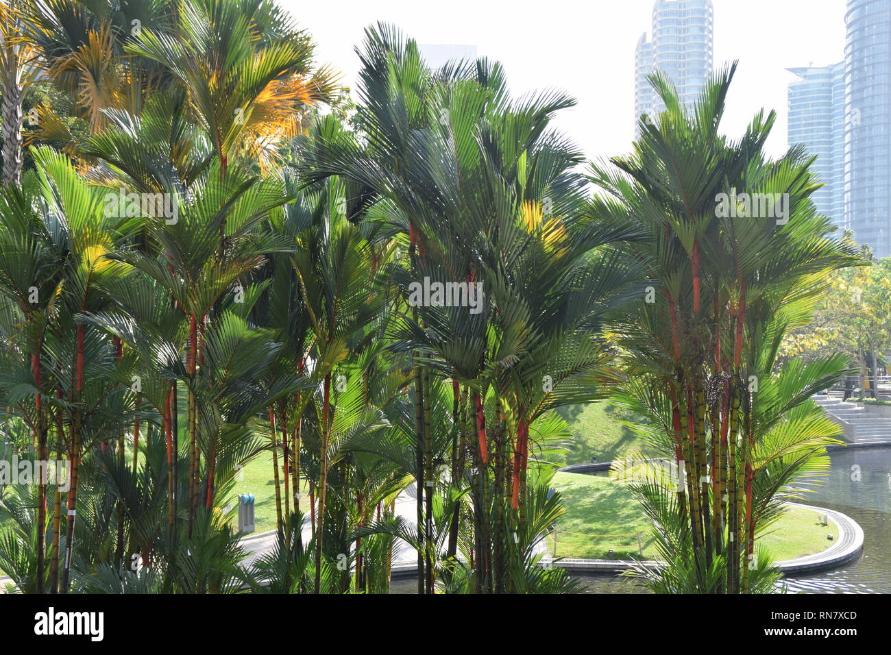 KLCC park palms, Kuala Lumpur, Malaysia Stock Photo
