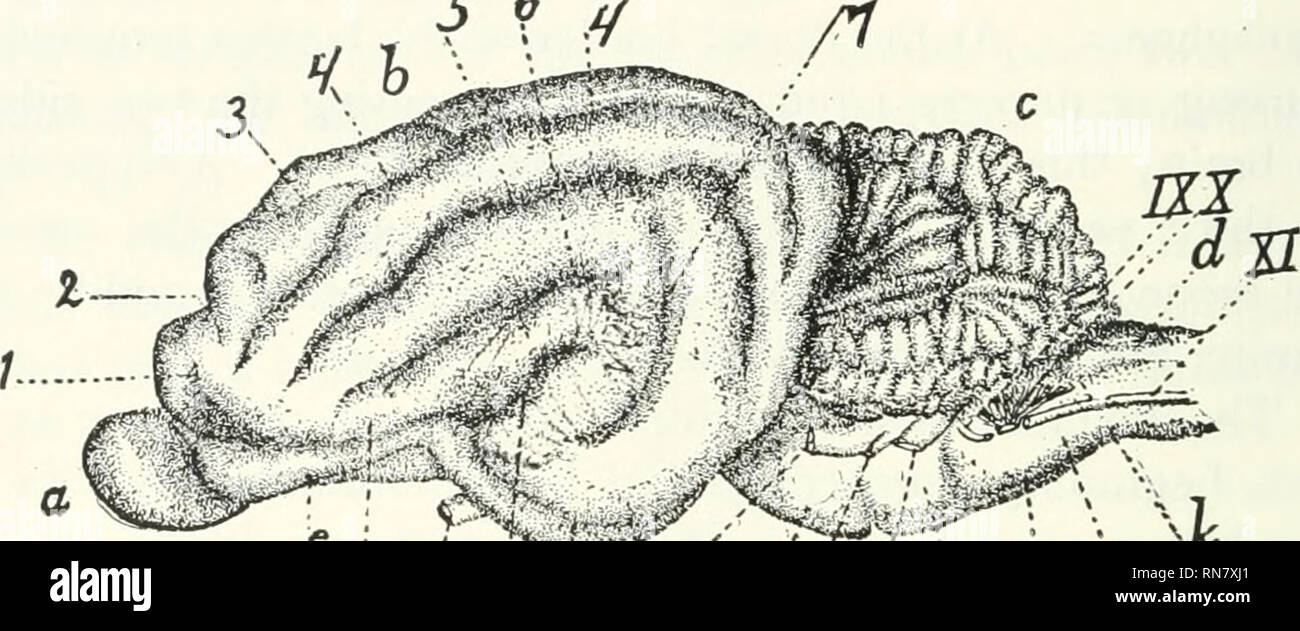 Anatomy Of The Cat Cats Mammals 358 Neryous System Hemispheres Dorsad Of The Tween Brain Ventrad Of The Corpus Callosum Another Secondary Union Has Resulted In The Produc Tion Of The Fornix