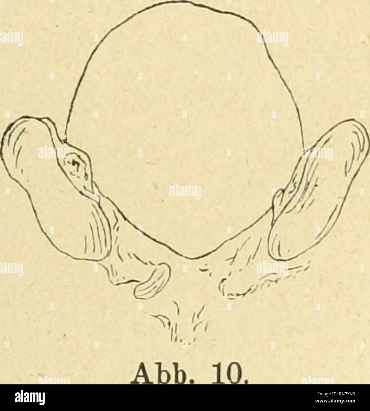 . Anatomischer Anzeiger. Anatomy, Comparative; Anatomy, Comparative