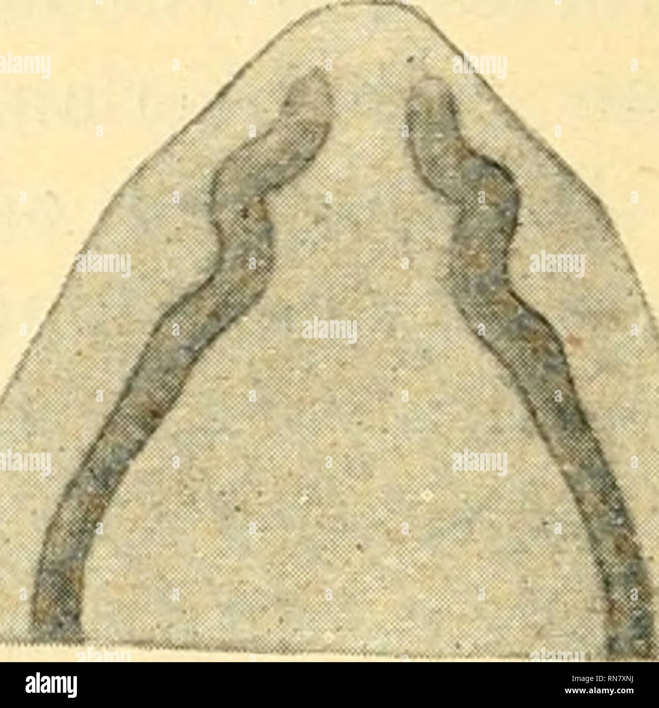 . Anatomischer Anzeiger. Anatomy, Comparative; Anatomy, Comparative. Abb. 17. Abb. 18. Abb. 14. Abb. 15. Abb. 16. Abb. 17. Abb. 18. Larus ridibundus. Embryo, Schnabelspitzescheitellänge 8 mm. Larus argentatus. Embryo, Schnabelspitzescheitellänge 6 mm. Larus argentatus. Embryo, Schnabelspitzescheitellänge 12 mm. Fulica atra. Embryo, Schnabelspitzescheitellänge 6,5 mm. Fulica atra. Embryo, Schnabelspitzescheitellänge 9 mm. der Vorderenden mehr den Zuständen bei Hühnerembryonen von 8 und 9 Tagen gleicht. Larus ridibundus. Embryo von 8 mm Kopflänge (Abb. 14). Einer ähnlichen Bie- gungsart sind wir Stock Photo