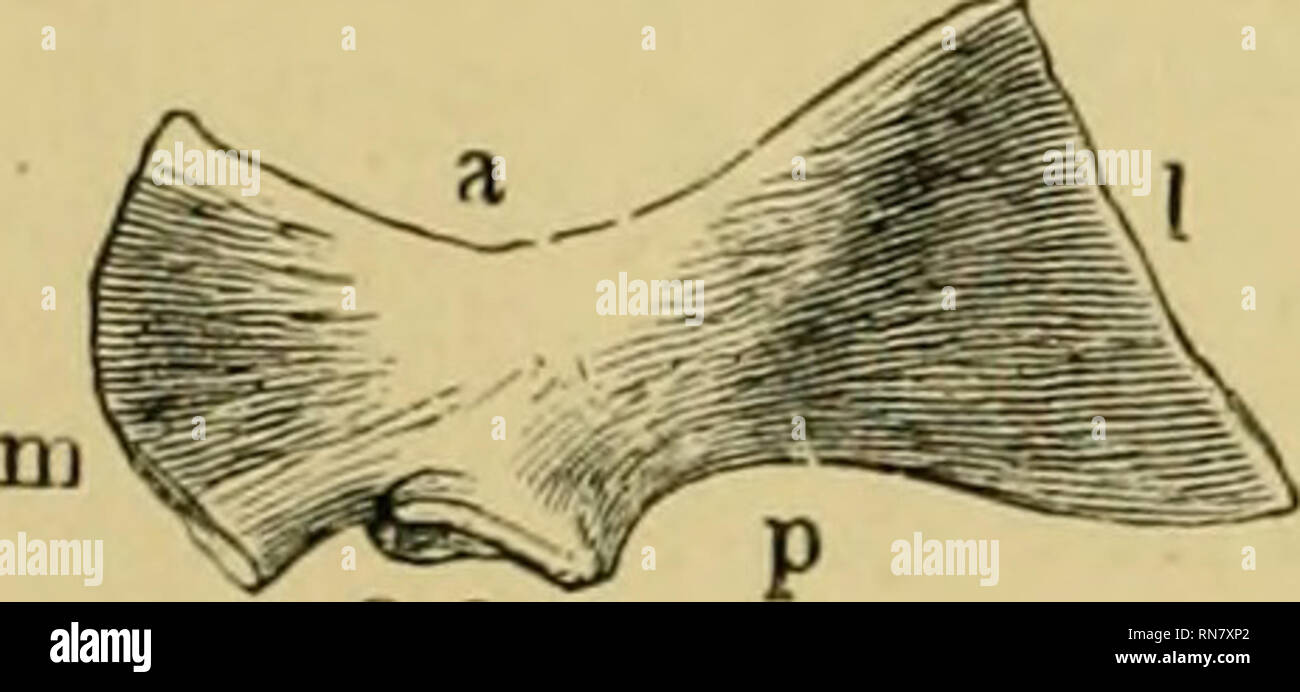 alamy