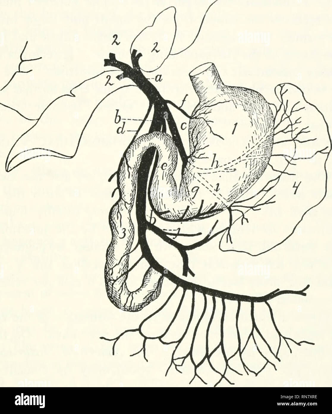 Anatomy of the cat. Cats; Mammals. THE VEINS. 3-7 the pancreas and first  part of the duodenum, and empties into the vena portae near to or with the  preceding.. Fig. 132. —