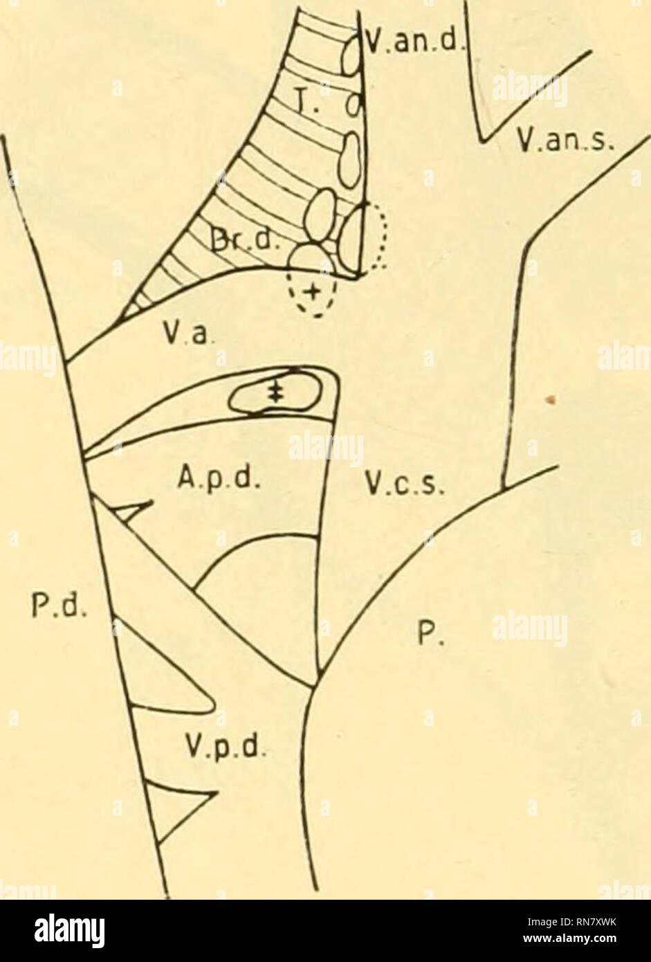 Anatomischer Anzeiger Anatomy Comparative Anatomy Comparative 244 Bald Mehr Auf Dessen Medialem Rand Die Folge Davon