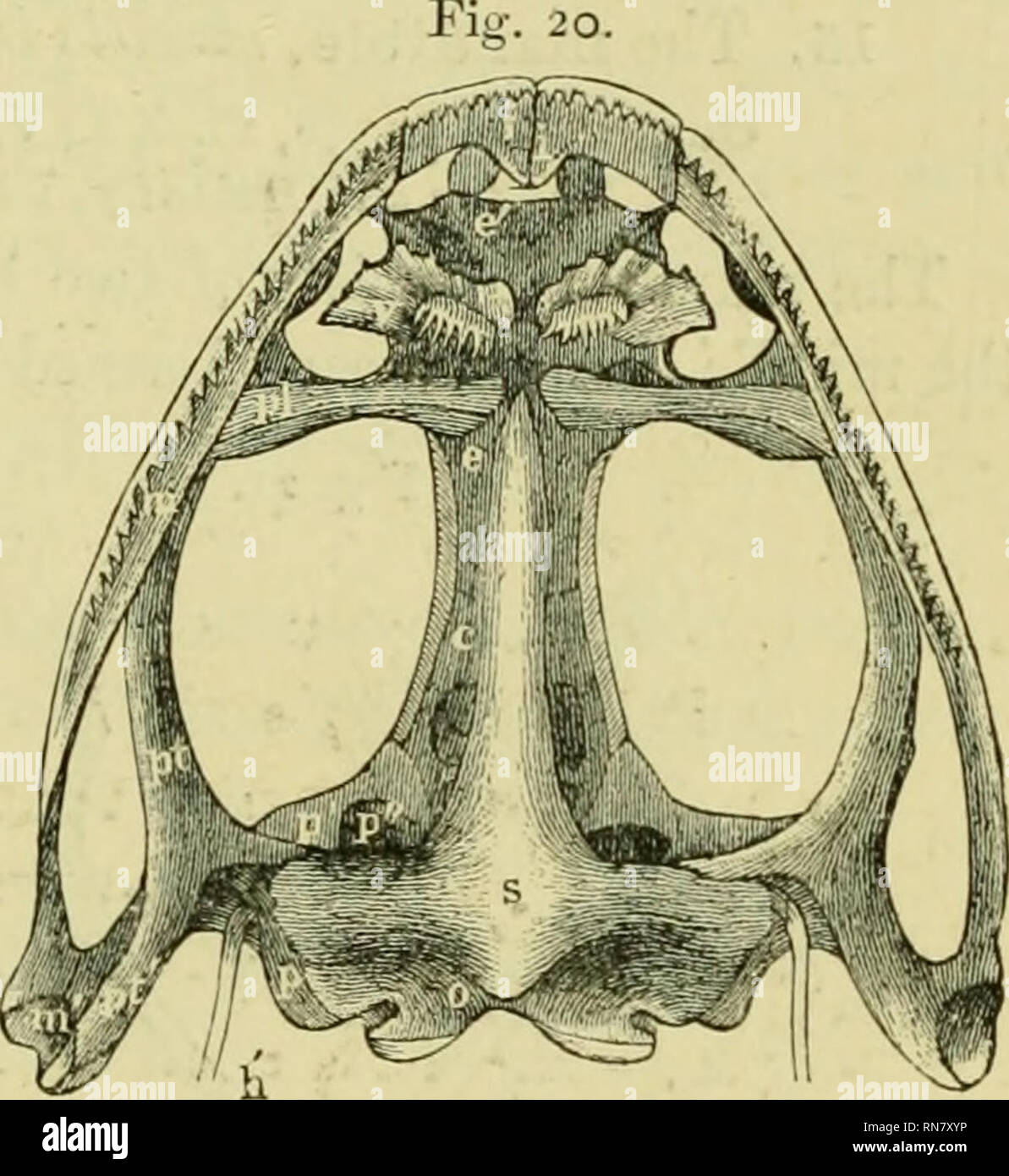 . The anatomy of the frog. Frogs -- Anatomy; Amphibians -- Anatomy. THE SKULL. 33 / cover of the processus frontalis, connects the hindermost transverse portion of the nasal cartilage with the cartilage which runs forwards from the suspensorium upon the anterior arm of the pterygoid. 11. The nasal bones, ossa fronto-nasalia, Dugcs (Figs, i o, i jfn). CvLvier, frontale anteriiis, I. r.,h.—Dugès, n. 2.—Meckel, nasal bone.— —Parker and Bettany, I. c, nasal bones. These flat^ triangular bones, which rest upon the nasal cartilages [ti), assist to bound the orbital cavities in fi'ont, and are connec Stock Photo
