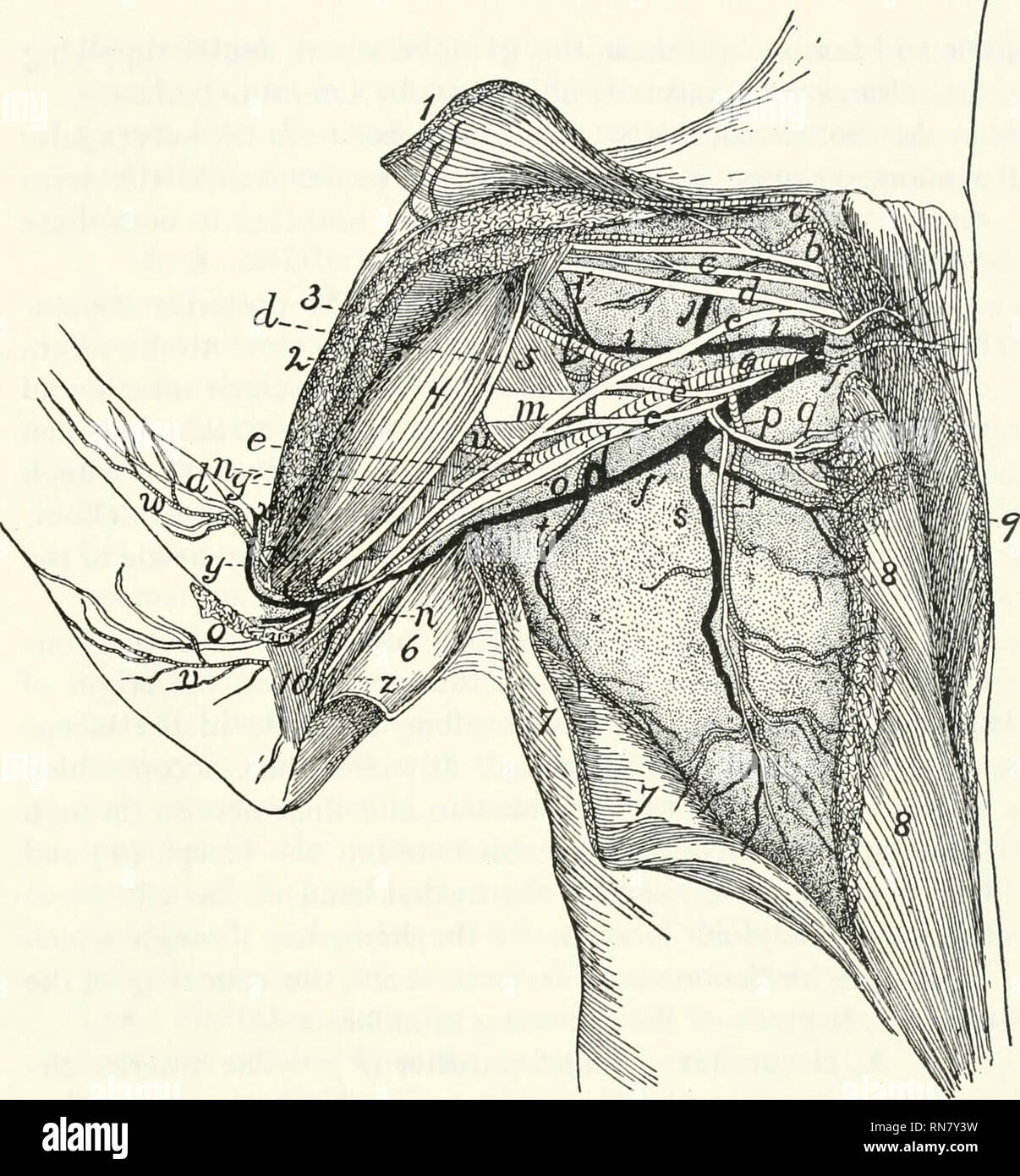 Anatomy Of The Cat Cats Mammals Thb Rti Ries 295 P Ig 122
