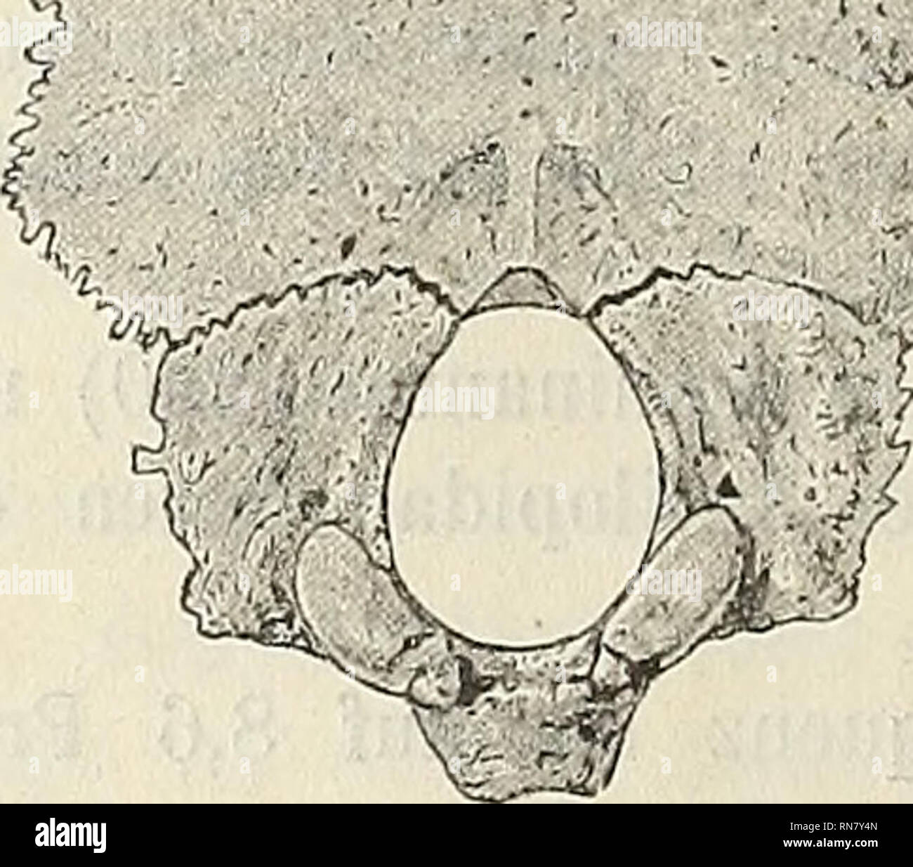 Dujong hires stock photography and images Alamy