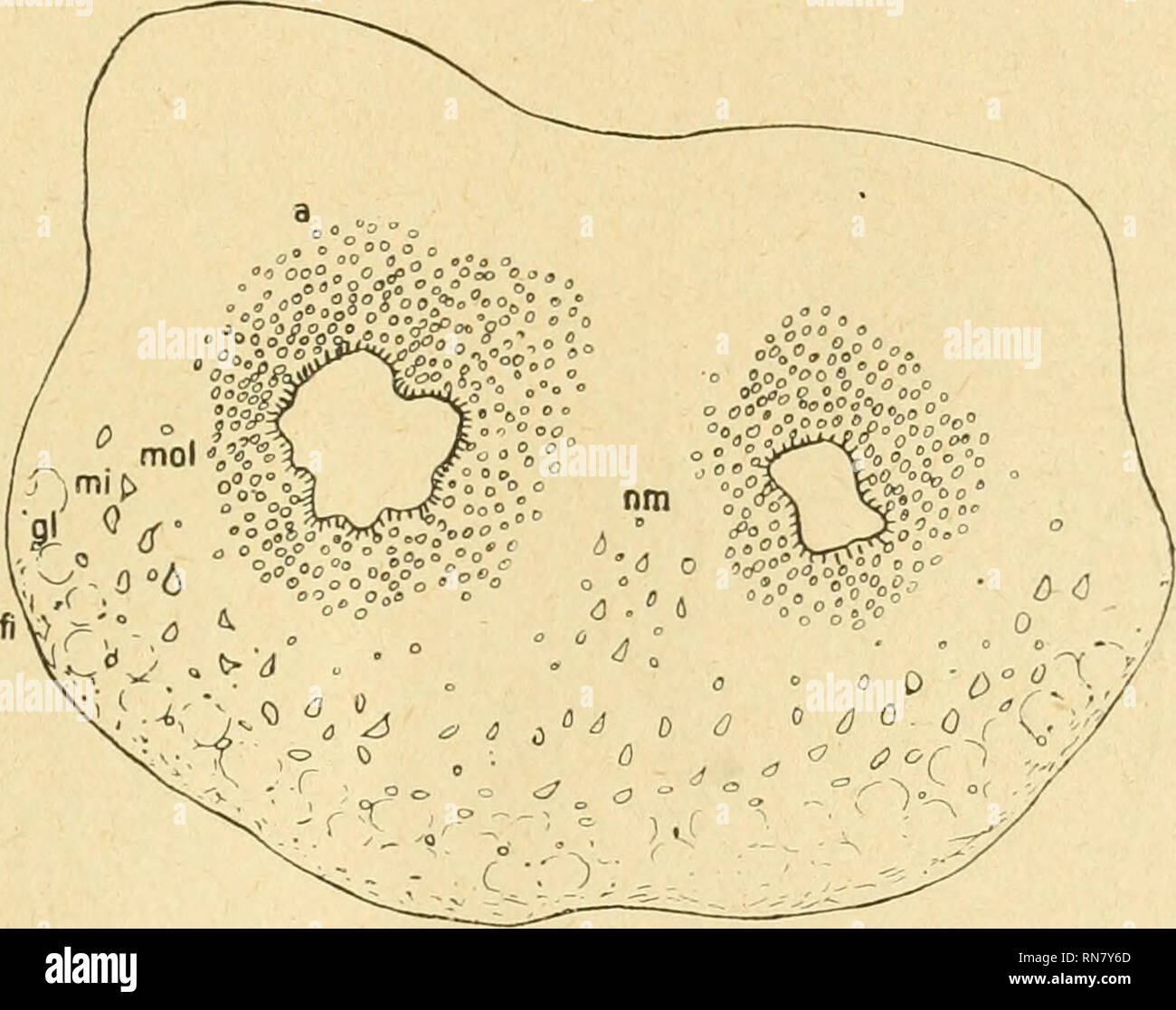. Anatomischer Anzeiger. Anatomy, Comparative; Anatomy, Comparative