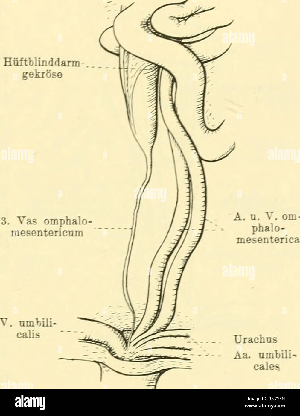 Anatomischer Anzeiger Anatomy Comparative Anatomy Comparative 295 Und Dunndarmschlingen Getrennt Und Mit Dem Nabel Durch Das
