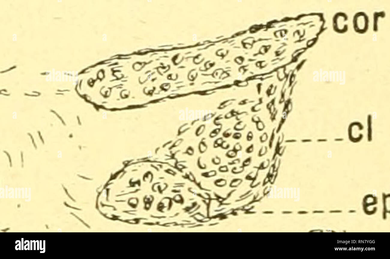 . Anatomischer Anzeiger. Anatomy, Comparative; Anatomy, Comparative