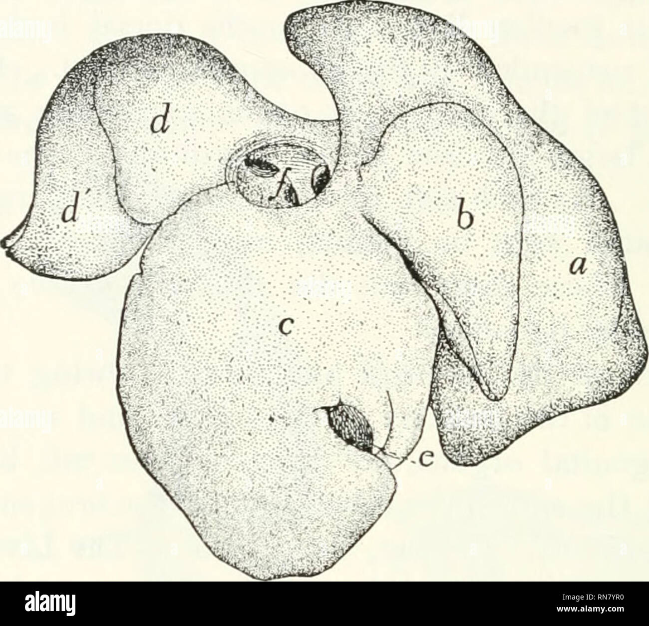 . Anatomy of the cat. Cats; Mammals. 240 THE VISCERA.. Fig. 100. —LiviiK, Ckaniai. Sukiace. a, left lateral lobe; 0, left median lobe; c, ri^lil median lobe; li, d'. right lateral lobe; &lt;?, gall-bladder; f opening of posterior vena cava, with the smaller openings of the hepatic veins.. Please note that these images are extracted from scanned page images that may have been digitally enhanced for readability - coloration and appearance of these illustrations may not perfectly resemble the original work.. Reighard, Jacob Ellsworth, 1861-1942; Jennings, H. S. (Herbert Spencer), 1868-1947. [Aust Stock Photo