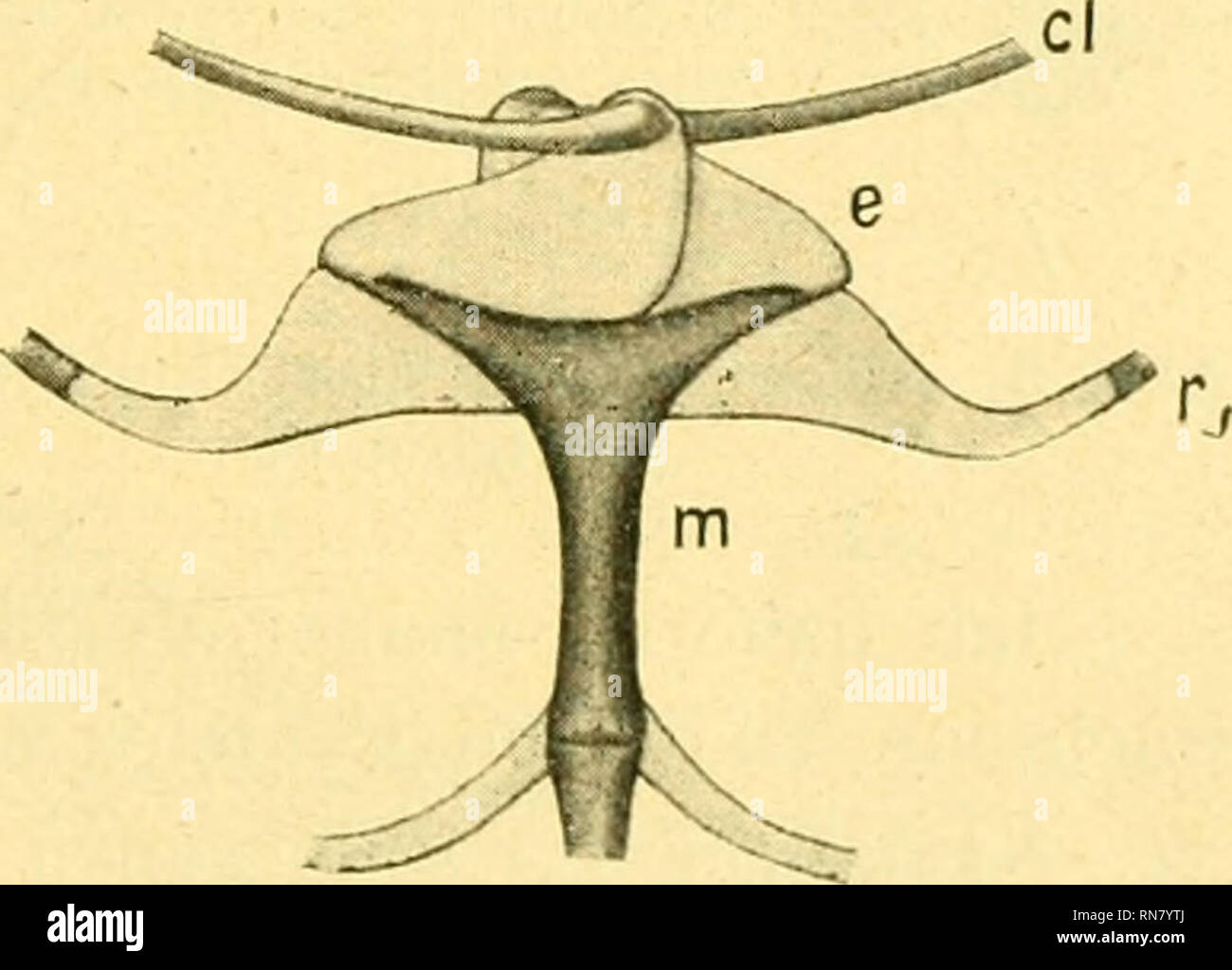 Ausgewachsenes hires stock photography and images Alamy