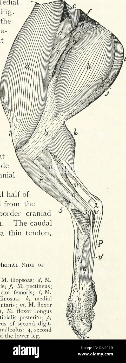 Anatomy Of The Cat Cats Mammals Muscles Of The Pelyic Limbs