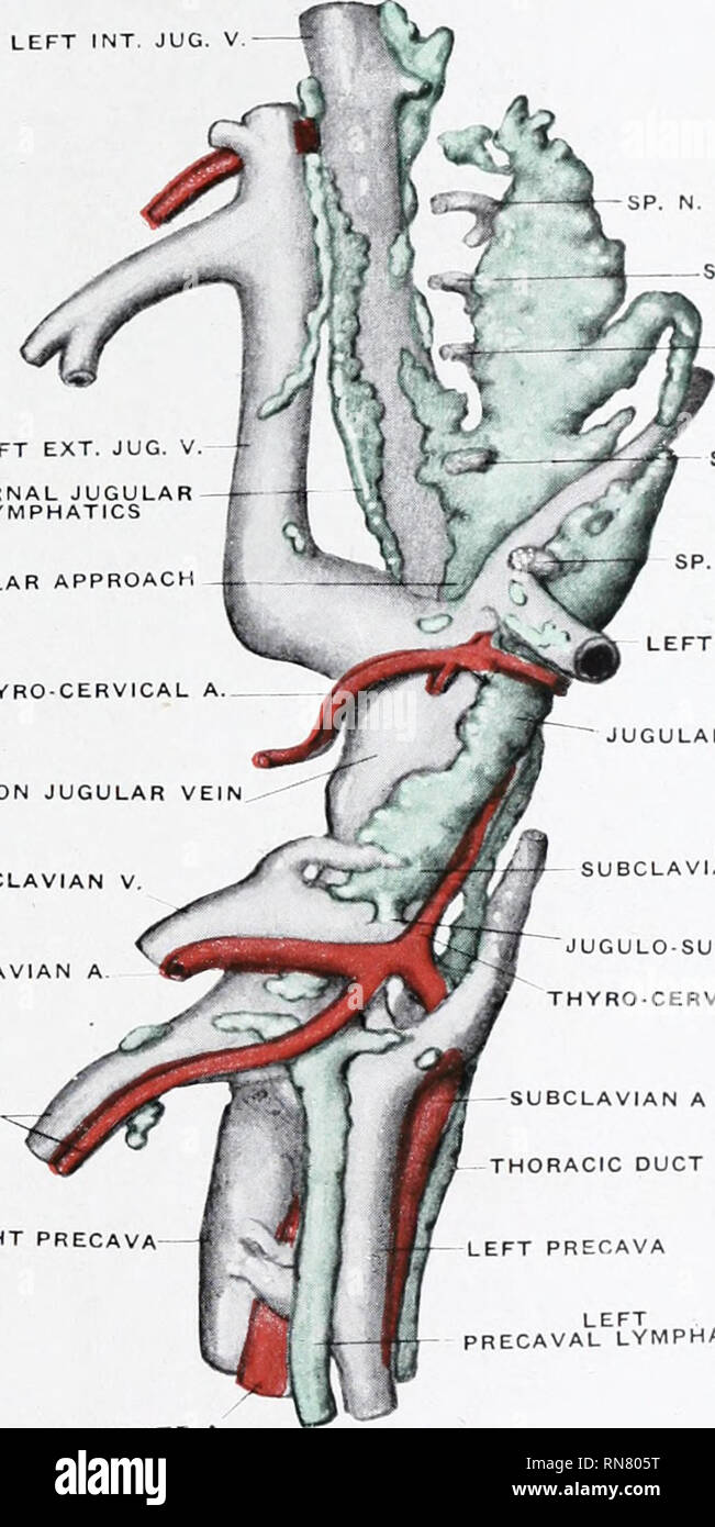 . The anatomy and development of the systemic lymphatic vessels in the
