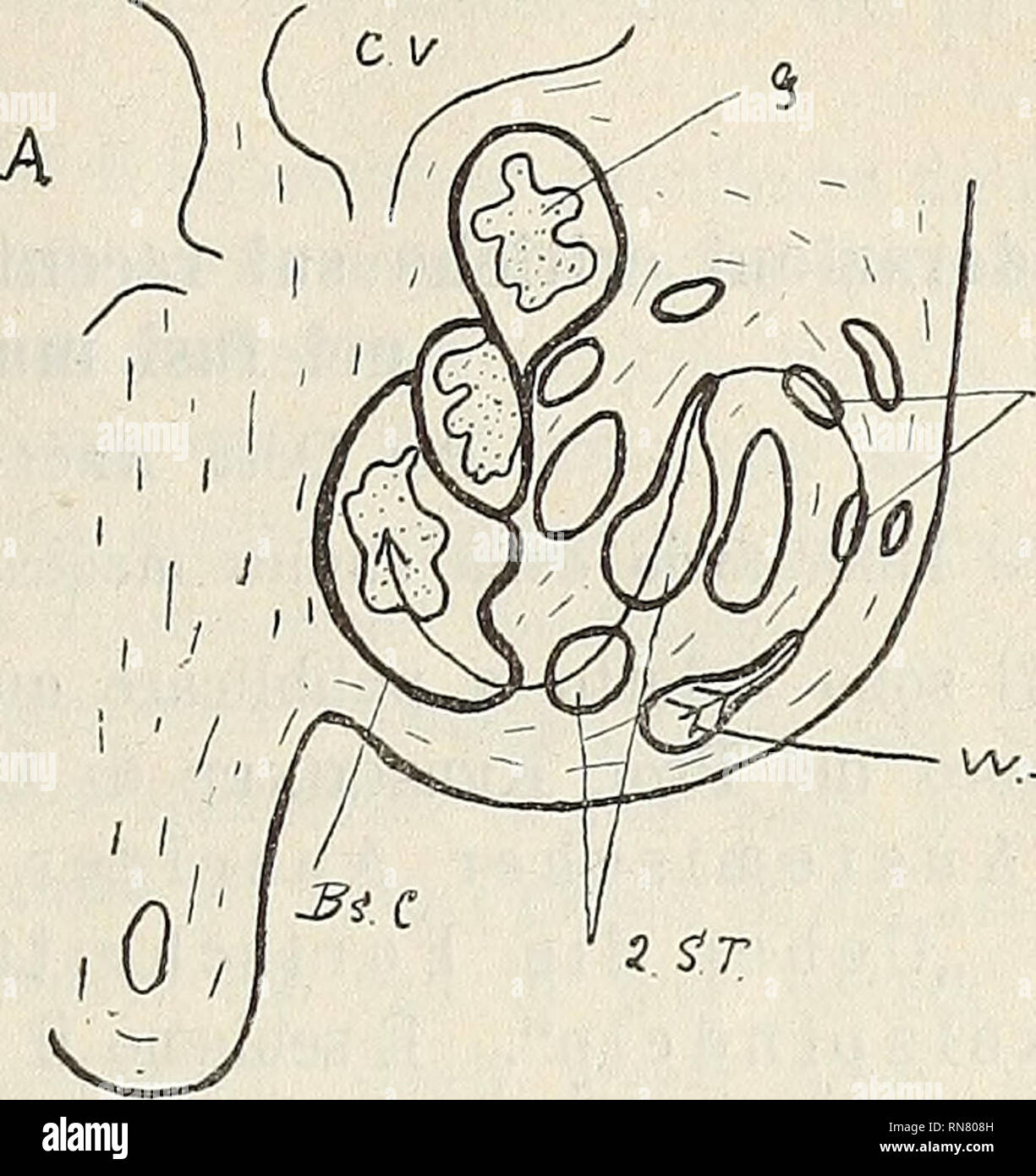 . Anatomischer Anzeiger. Anatomy, Comparative. / S!7? Fig. 5. Rabbits embryo 11 days old. From the Wolffian duct the tubule bends inwards and then makes a sharp bend forwards. On the convexity of this bend the future glomerulus forms (G), and moulded on the bend the Bowman's capsule is also seen (Bs. C). Fig. 6. Eabbits embryo 14 days old. The Wolffian duct opens into narrow col- lecting tubules (1 ST), these into larger tubules (2 ST) and these again into Malpighian bodies. The three Malpighian bodies represented in figure all open in this way into Wolffian duct. be seen, and corresponding wi Stock Photo