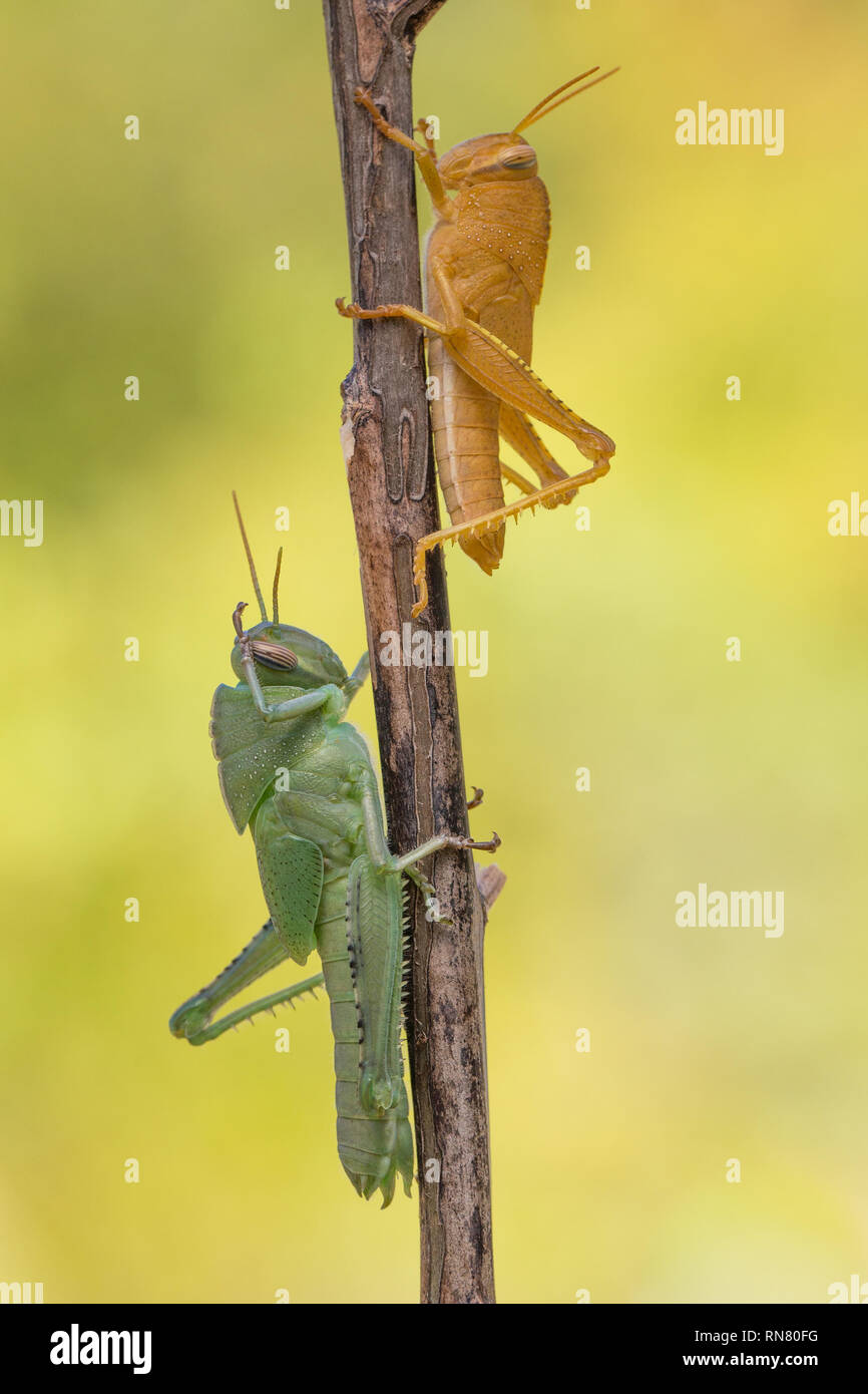 Green a orange nymphs of Egyptian Locust Anacridium aegyptium in Croatia Stock Photo