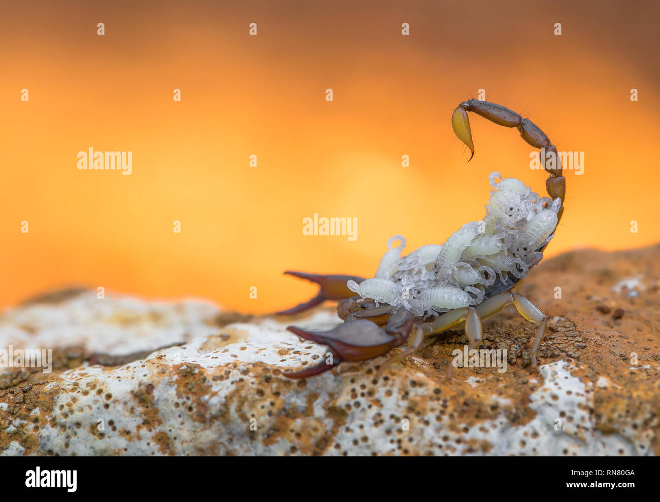 Small harmless Scorpion Euscorpius sp. with offspring in Croatia Stock Photo