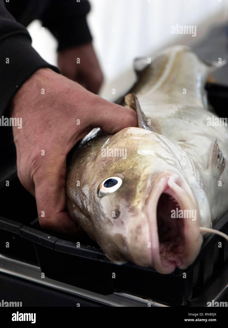 Paul Roggeman A cod is weighed during Europe's largest beach angling festival, the ...