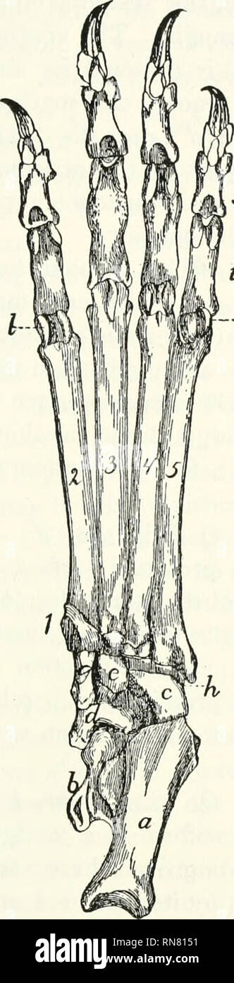 . Anatomy of the cat. Cats; Mammals. PELyiC LIMBS. 83. J lateral and ...