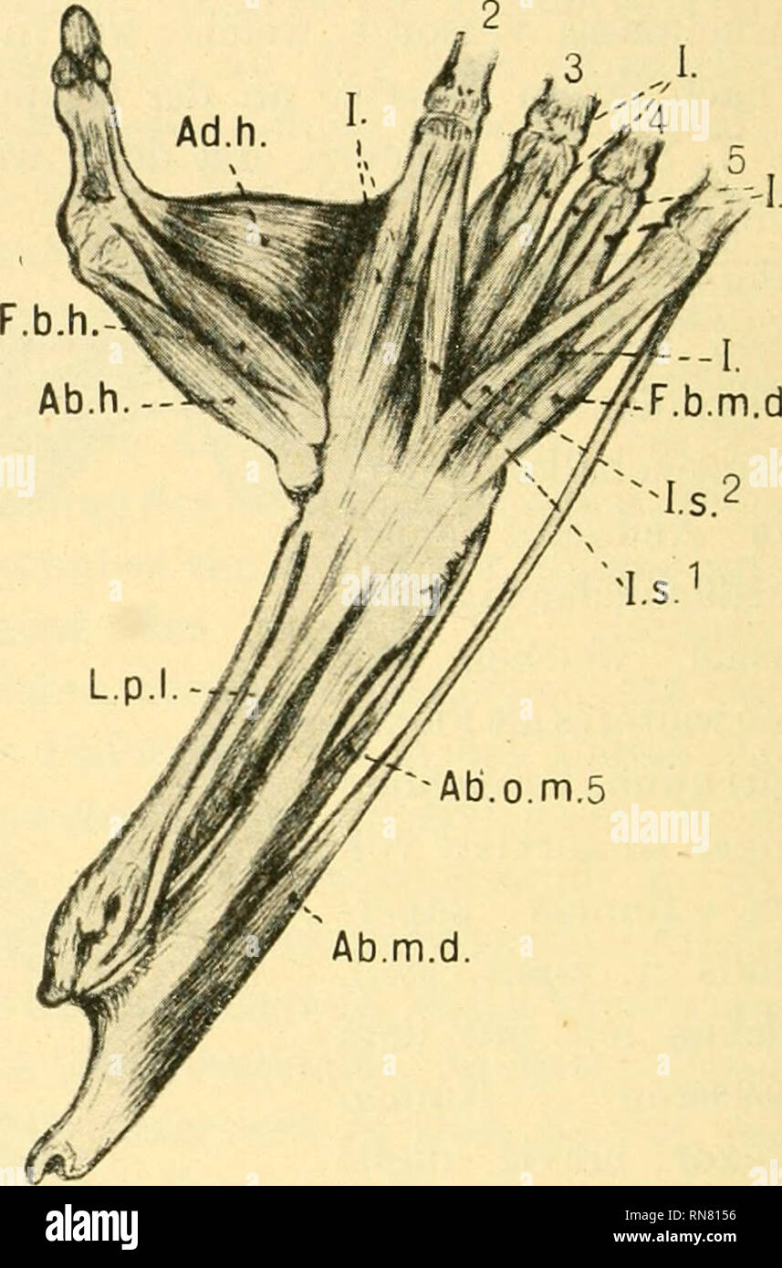 . Anatomischer Anzeiger. Anatomy, Comparative; Anatomy, Comparative. Abb. 4. Abb. 5. Abb. 4. Kopie aus H. Bdrmeister, Beiträge zur näheren Kenntnis der Gat- tung Tarsius, 1846, Taf. V, Abb. 10. Muskulatur am (rechten) Fuß in anderthalb- maliger Vergrößerung. Originalgröße. 25 Peroneus primus; 26 Peroneus secundus; 29 Plantaris; 30 Tibialis posti- cus; 44 Flexor brevis hallucis profundus; 45 Transversus pedis inferior; 48 Ad- ductor digiti minimi; 49 Adductor digiti secundi; 50 Interossei interni; X Ligamen- tum plantare longum. Abb. 5. Kopie aus J. Mürie and G. Mivart, On the Anatomy of the Le Stock Photo