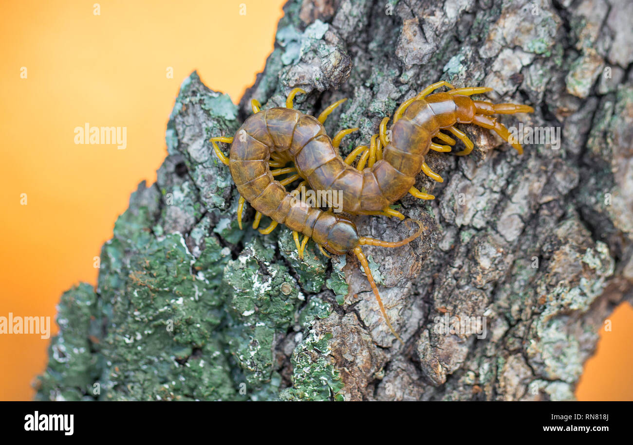 Close up view of the beautiful Megarian centipede Scolopendra cingulata Stock Photo