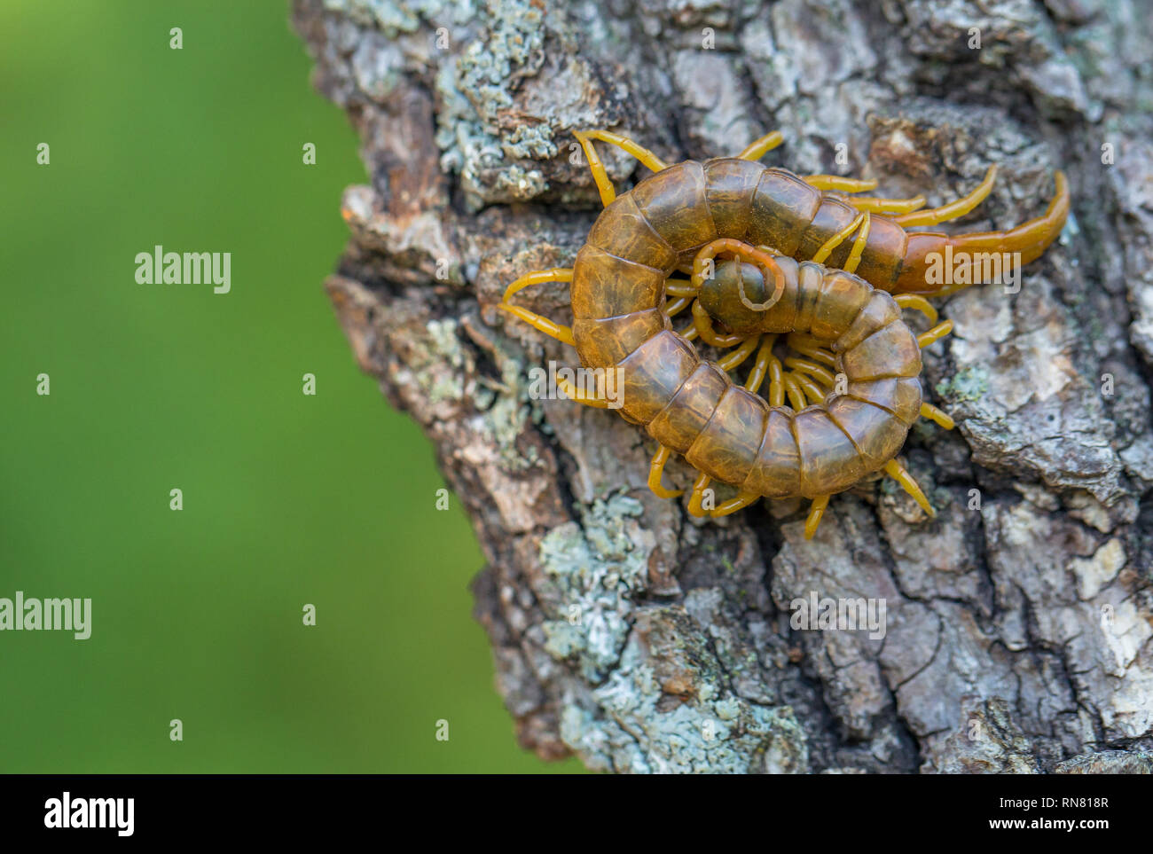 Close up view of the beautiful Megarian centipede Scolopendra cingulata Stock Photo