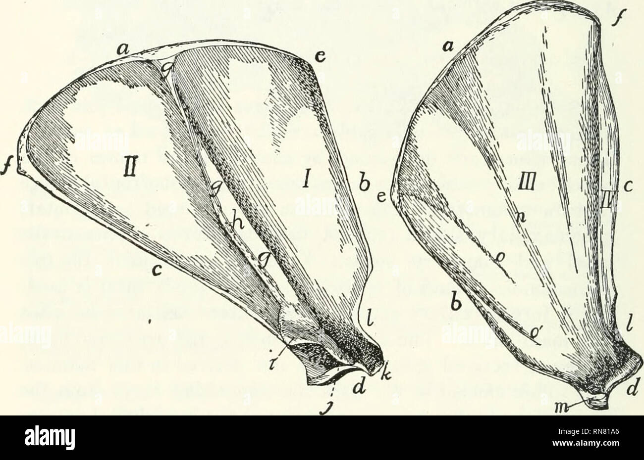 Anatomy of the cat. Cats; Mammals. 62 THE SKELETON OF THE CAT. mandibular  fossa is lined with cartilage. A slender ligament passes from the angular  process of the mandible caudad to