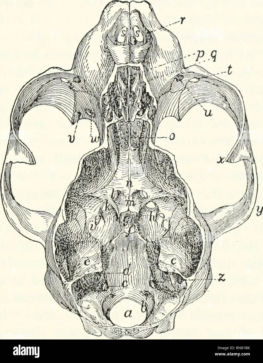 . Anatomy of the cat. Cats; Mammals. THE SKULL. 57 palatini). Near the cranial end of the hard palate are two large openings close together near the middle line: these are the foramina incisiva (or anterior palatine foramina) {s). Cavities of the Skull (I'^igs. 42 and 43).—The bones of the cranial portion of tlie skull enclose the cranial cavity for. Fig. 42.—Skull, with Dorsal Surface Ri'.movku, showing the Cranial AND Nasal Cavities. «, foianien mngnum; l&gt;, cniulal end of liypoglossal canal; c, jugular foramen; &lt;/, internal auditory meatus; e, tentorium, forming the cranial boundary of Stock Photo
