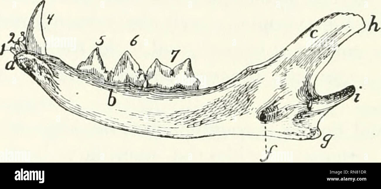 . Anatomy of the cat. Cats; Mammals. Fig. 36. —MANDiiii.K, Latkral