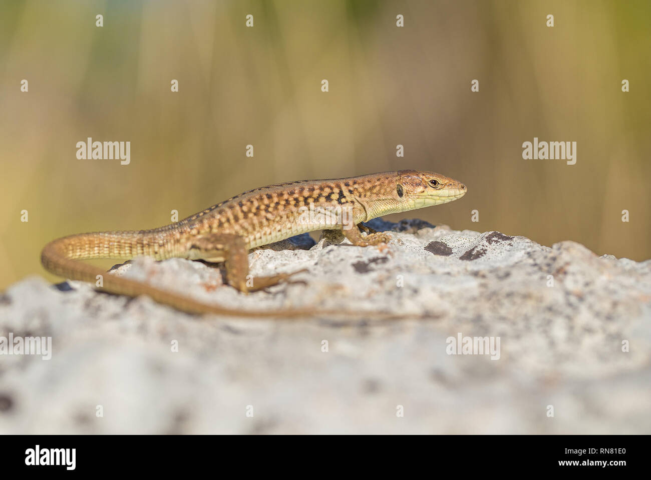 The Italian wall lizard Podarcis sicula in Paklenica Croatia Stock Photo