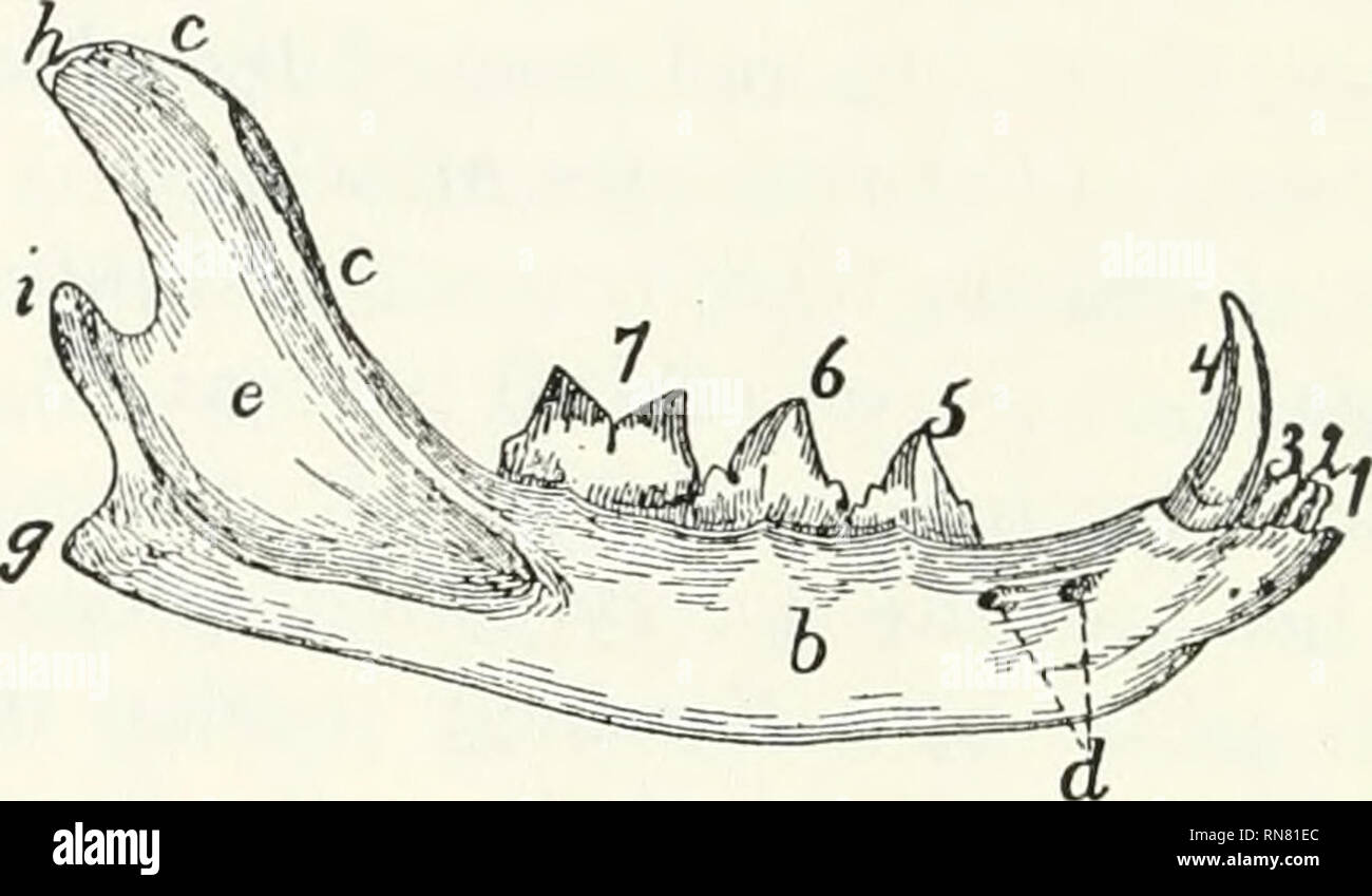 koronoid fossa mandibulası