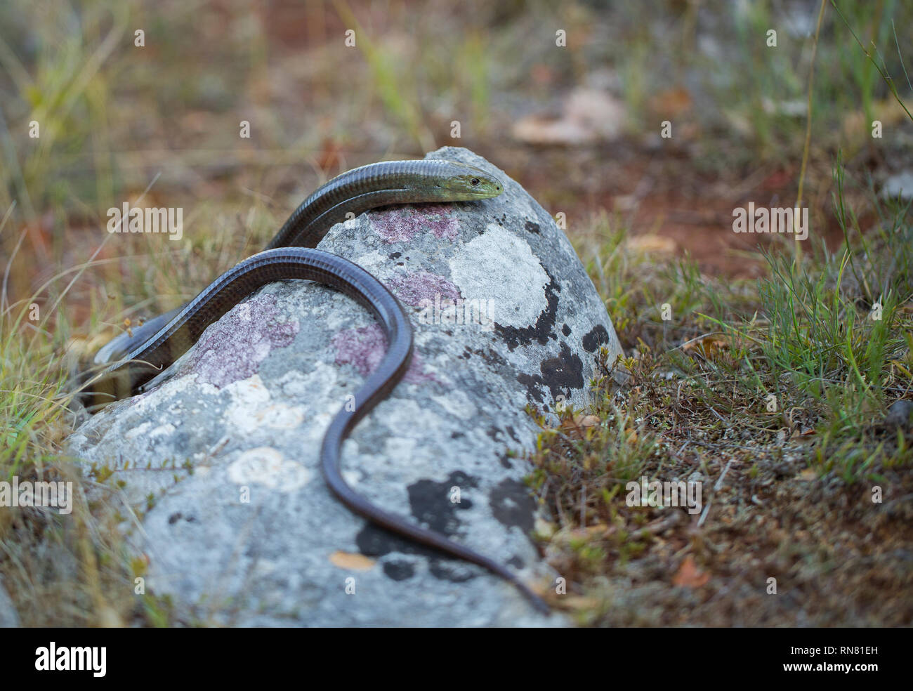 European legless lizard Pseudopus apodus in Paklenica Croatia Stock