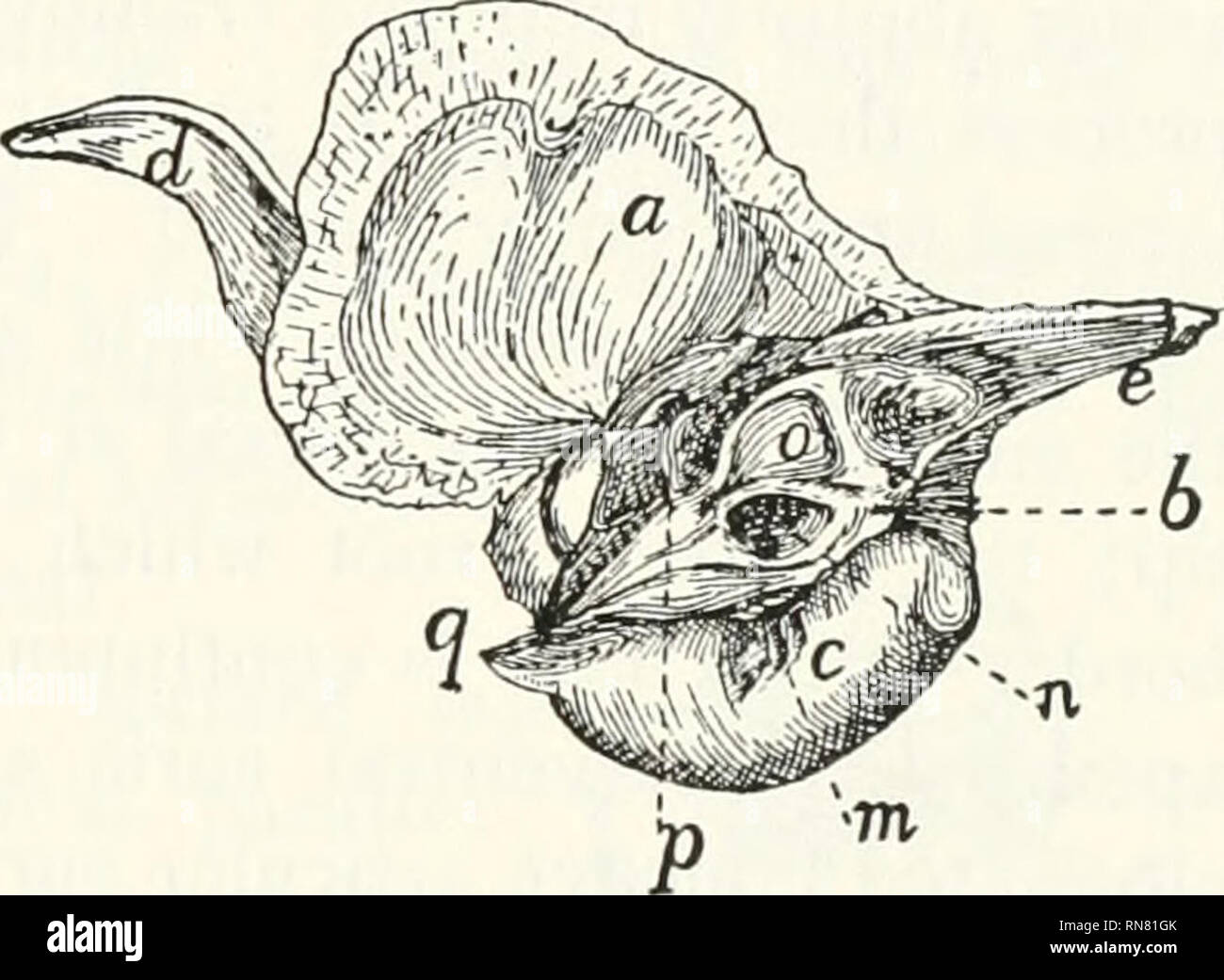 . Anatomy of the cat. Cats; Mammals. Fig. 22.—Temporal Bone, External Fig. 23.—Temporal Bone, Internal Surface. Surface. a, squamous portion; h, petrous portion; r, c&quot;, tympanic portion {c, entotym- panic; c', ectotyinpaiiic); &lt;/, zygomatic process; e, mastoid portion of the petrous; f, mandibular fossa; g, postmantlibular process; h, tubcrculum articulare; i, ex- ternal auditory meatus;/, stylomastoid foramen; k, pit for tympanohyal bone; /, mastoid process; m, grooves bounding the jugular foramen; ;/, internal auditory meatus; o, appendicular fossa;/, hiatus facialis; q, styliform pr Stock Photo