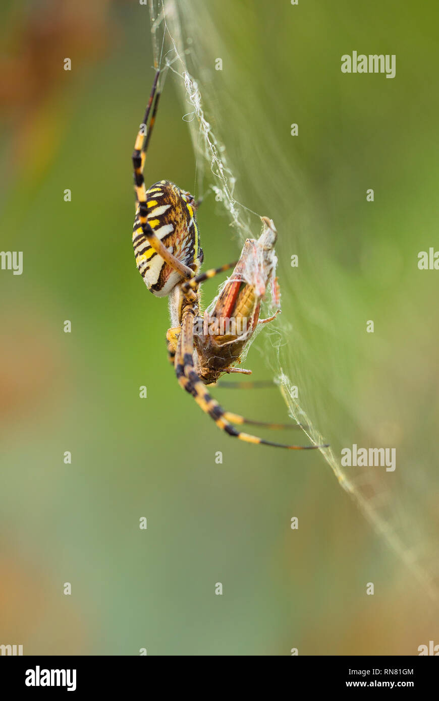 Wasp spider, Argiope bruennichi with pray in Croatia Stock Photo